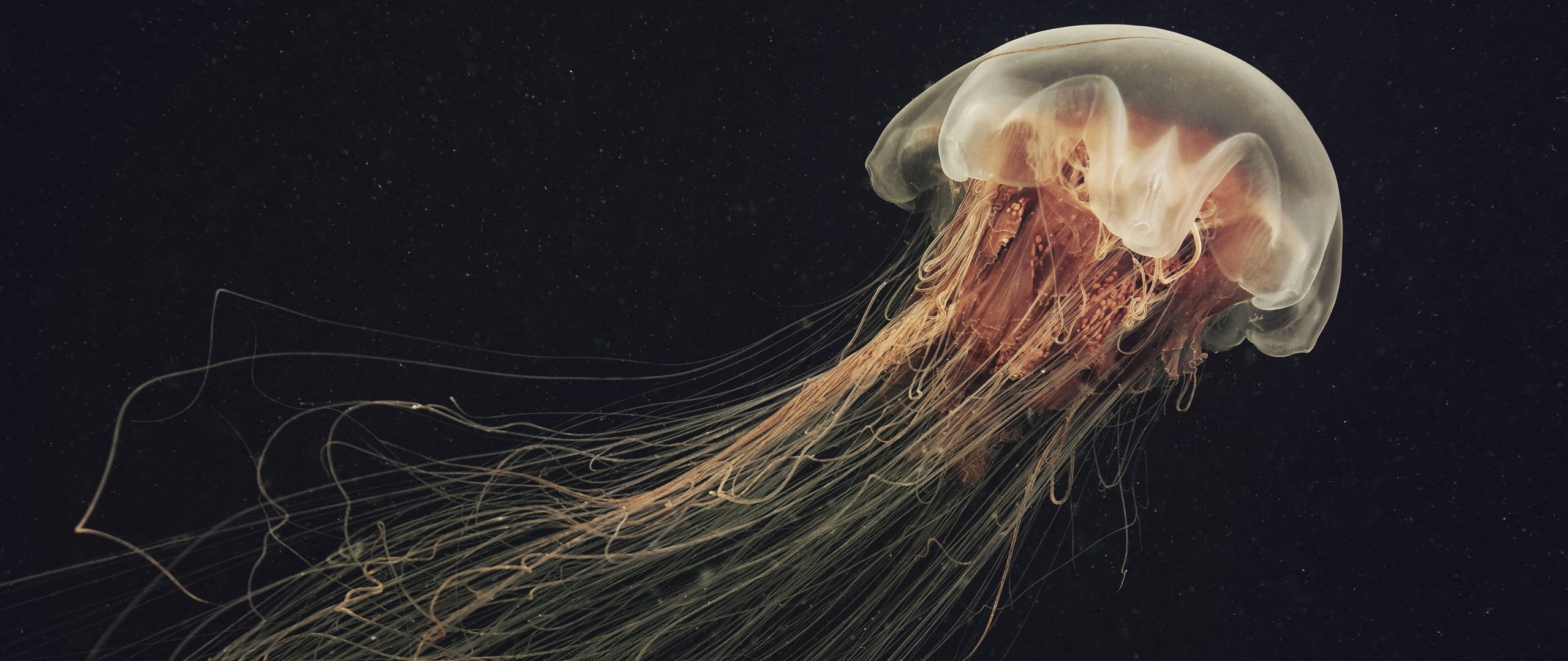jellyfish, underwater, invertebrate, sea life, animal themes