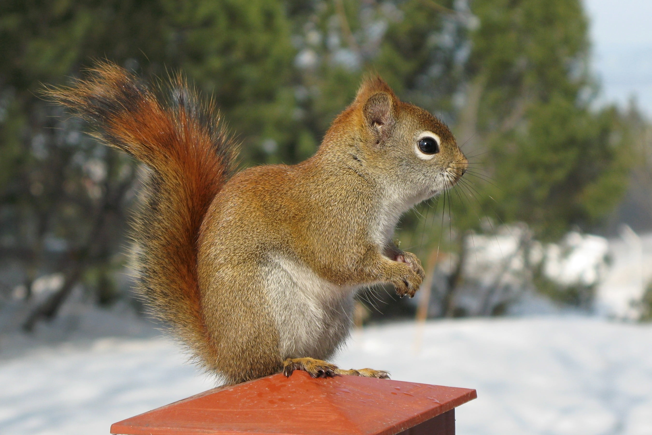 brown chipmunks, red squirrel, red squirrel, animal, mammal, rongeur