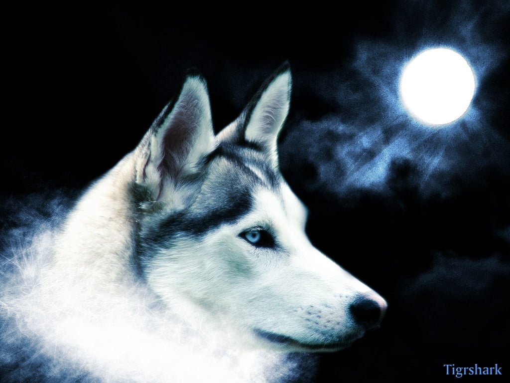 adult black and white Siberian husky, dog, Moon, night, Siberian Husky