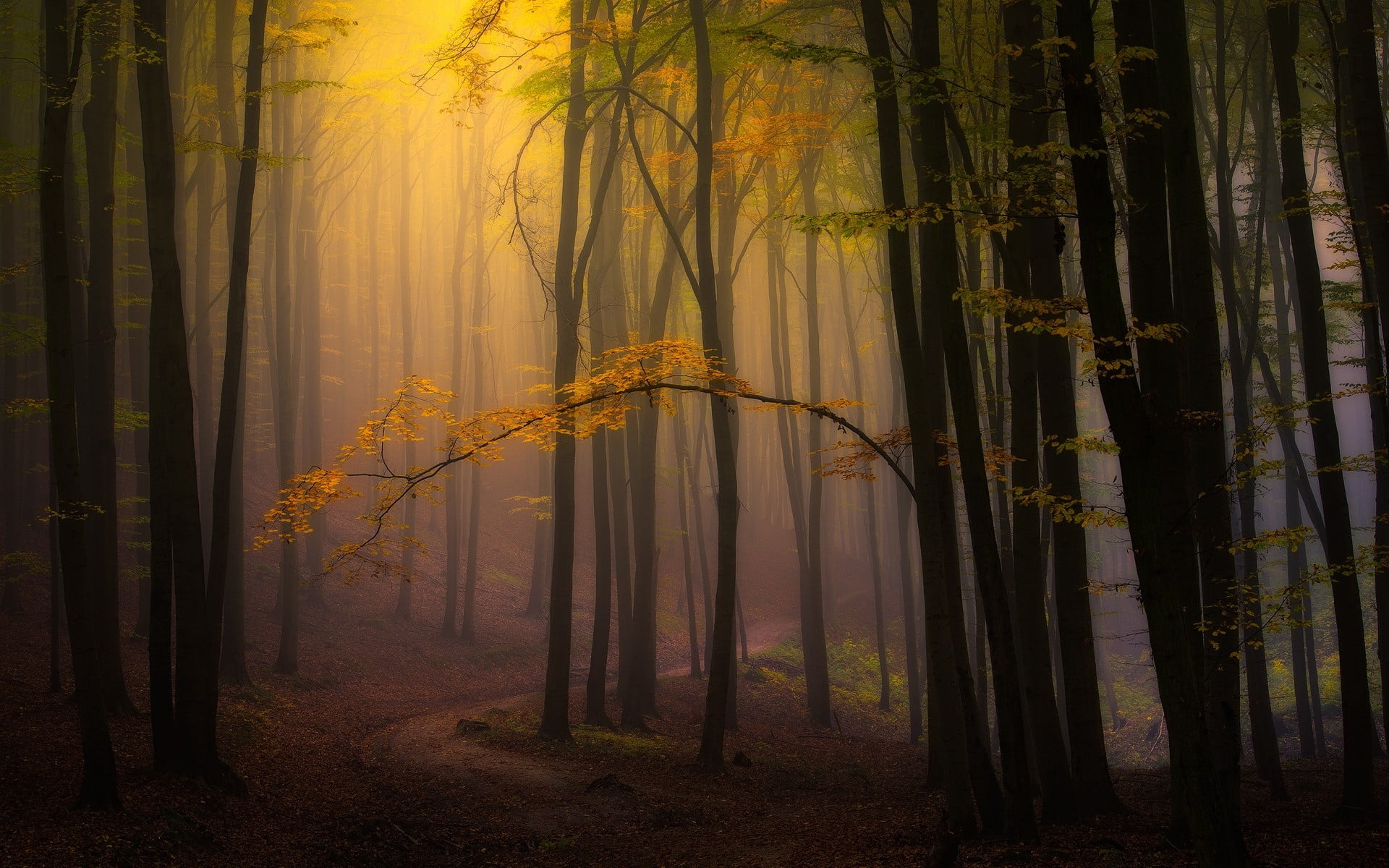 yellow leafed trees, nature, landscape, fall, mist, forest, leaves