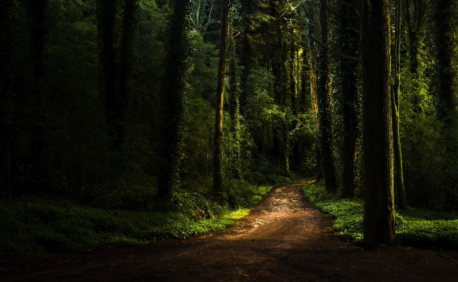Dark, forest, grass, moss, path, plants, sunlight