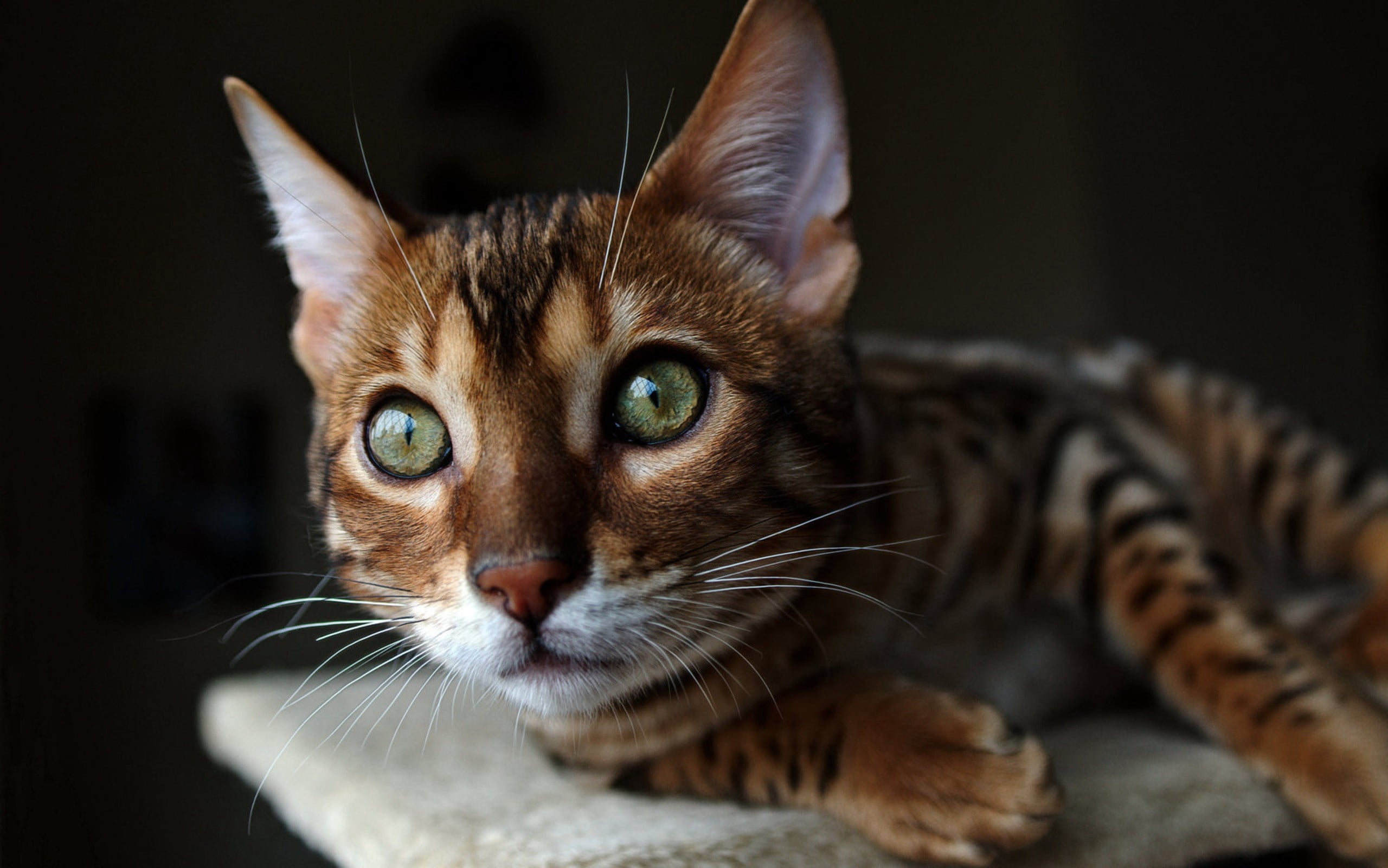 Bengal cat, muzzle, ears, eyes, watch, animal themes, mammal