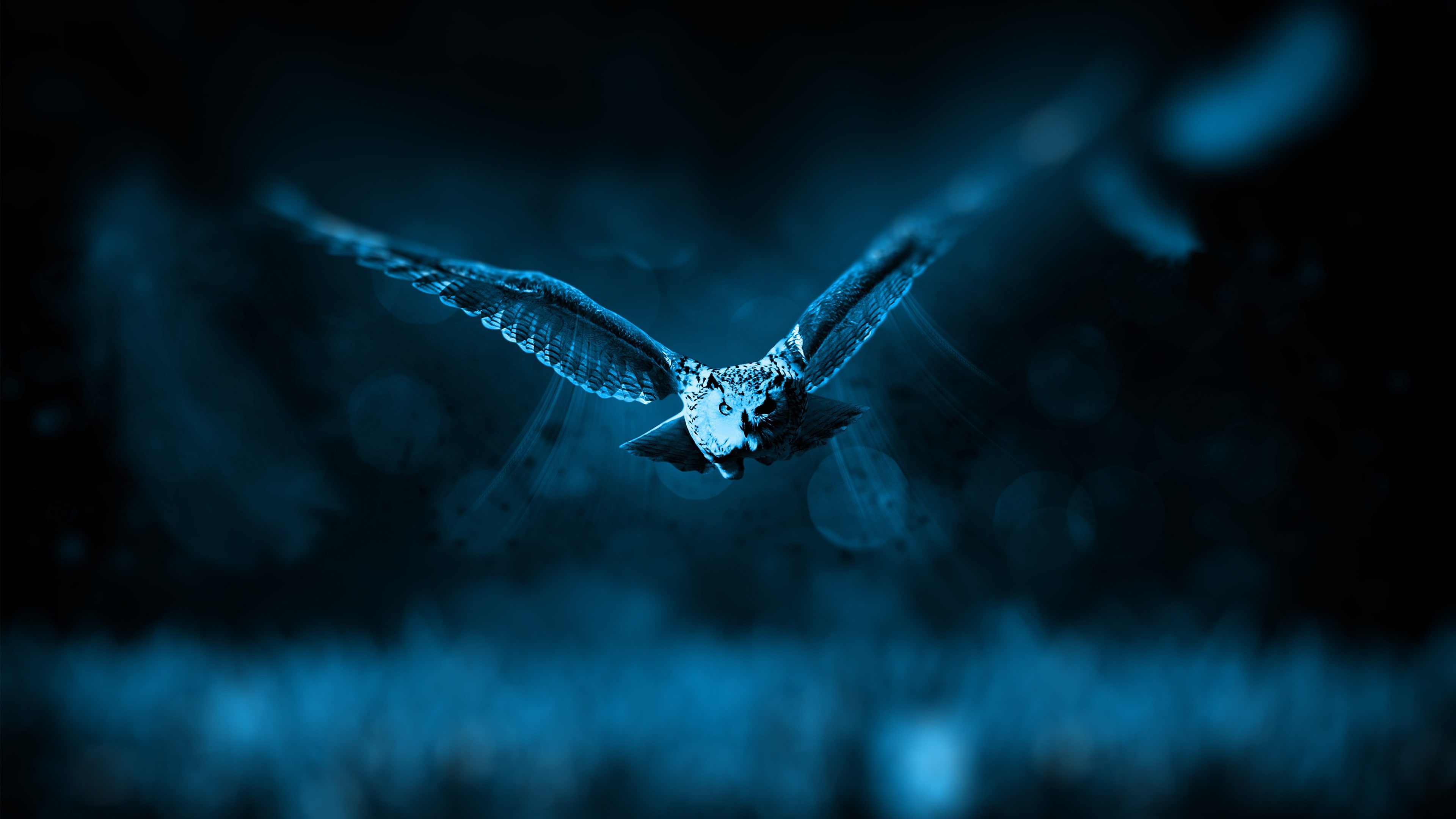 Free download | HD wallpaper: night, Owl, Night Owl, 4k owl | Wallpaper