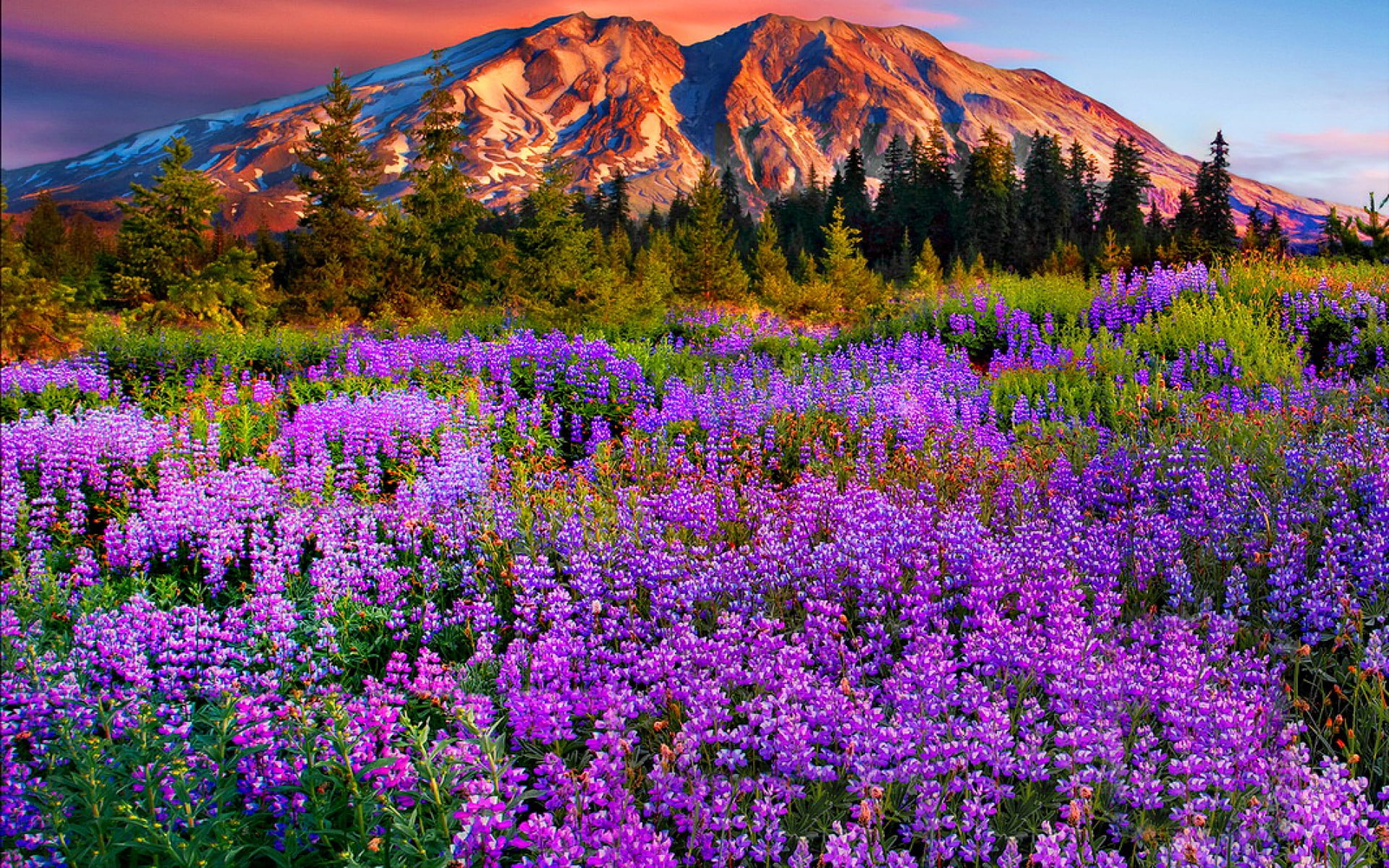 Landscape Purple Mountain Meadow With Flowers, Pine Trees, Mountains With Snow Red Cloud Beautiful Hd Wallpaper For Desktop 1920×1200