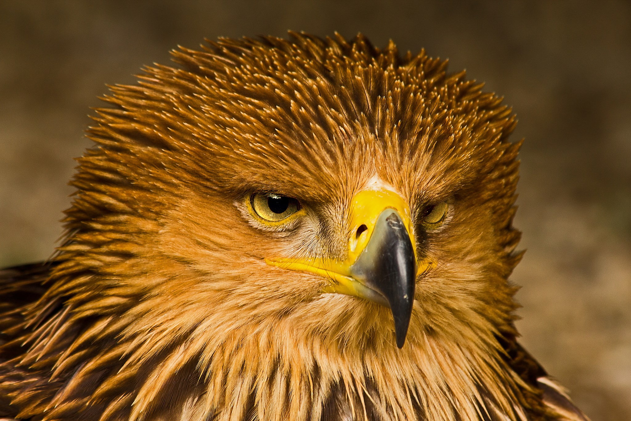 eagle