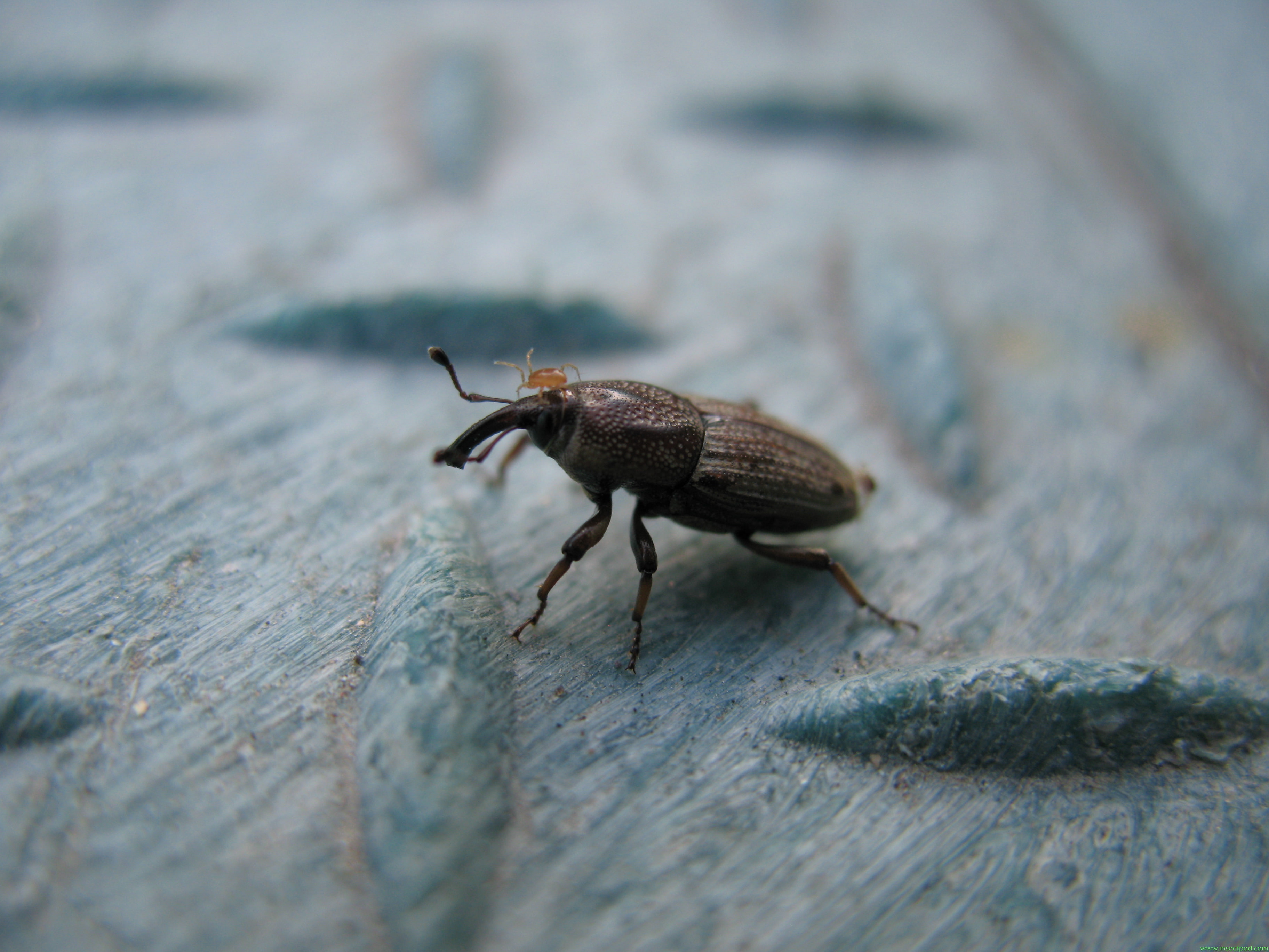 bug, insects