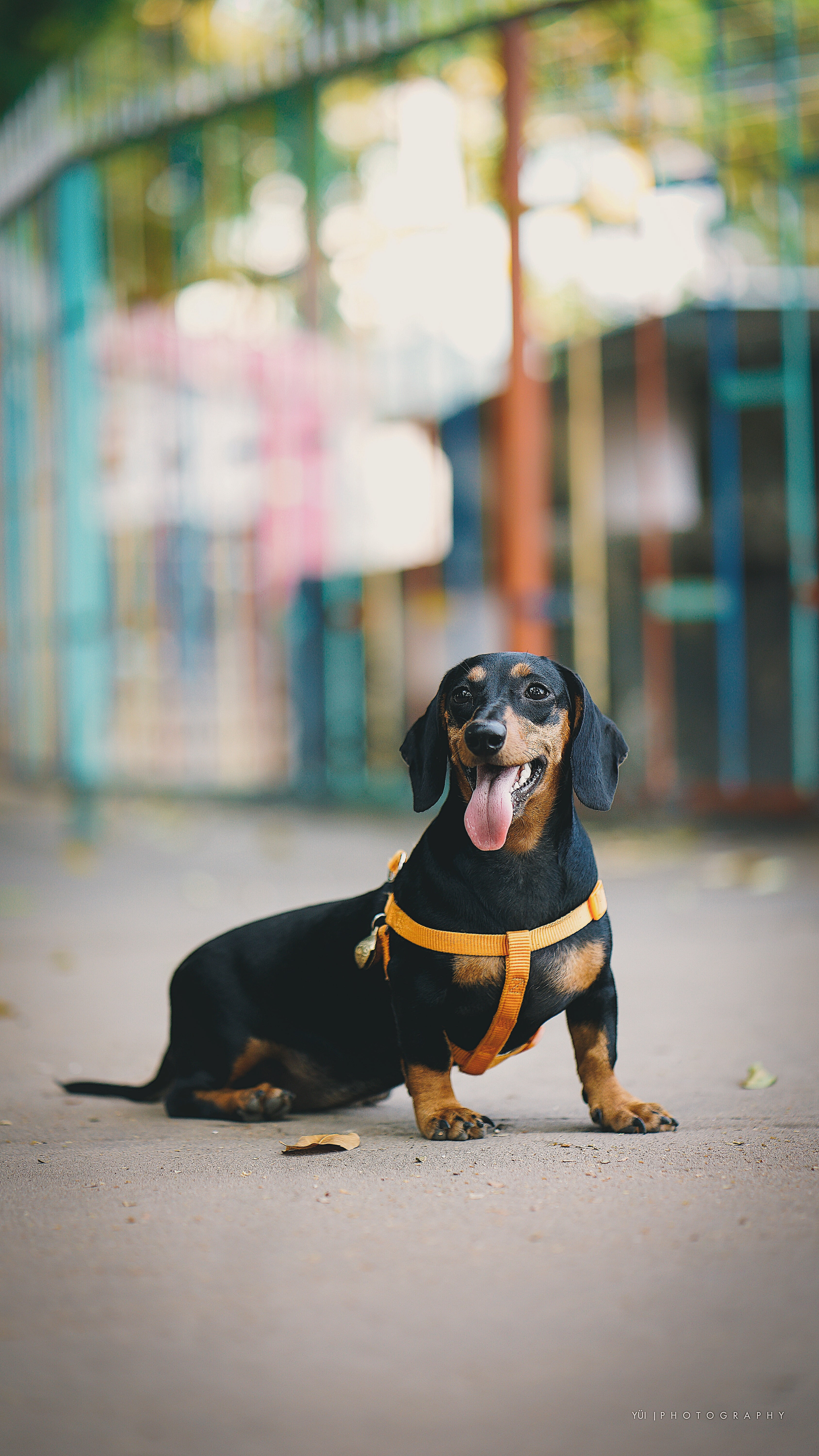 dachshund, dog, protruding tongue, walk, canine, pets, domestic