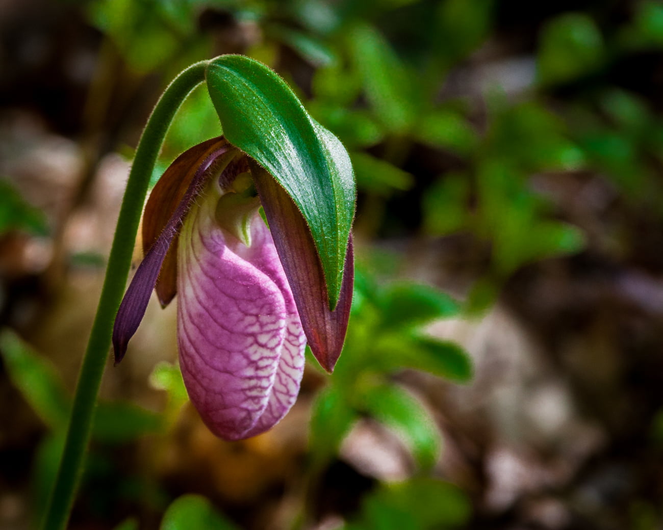 selective focus photography of pink Lady's Slipper Orchid, Brunswick