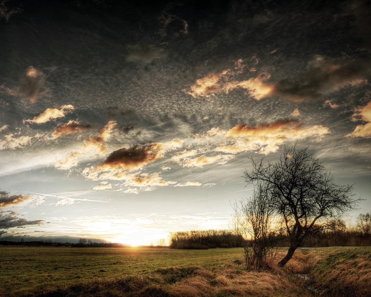 black bare tree, clouds, sky, field, grass, sun, nature, sunset