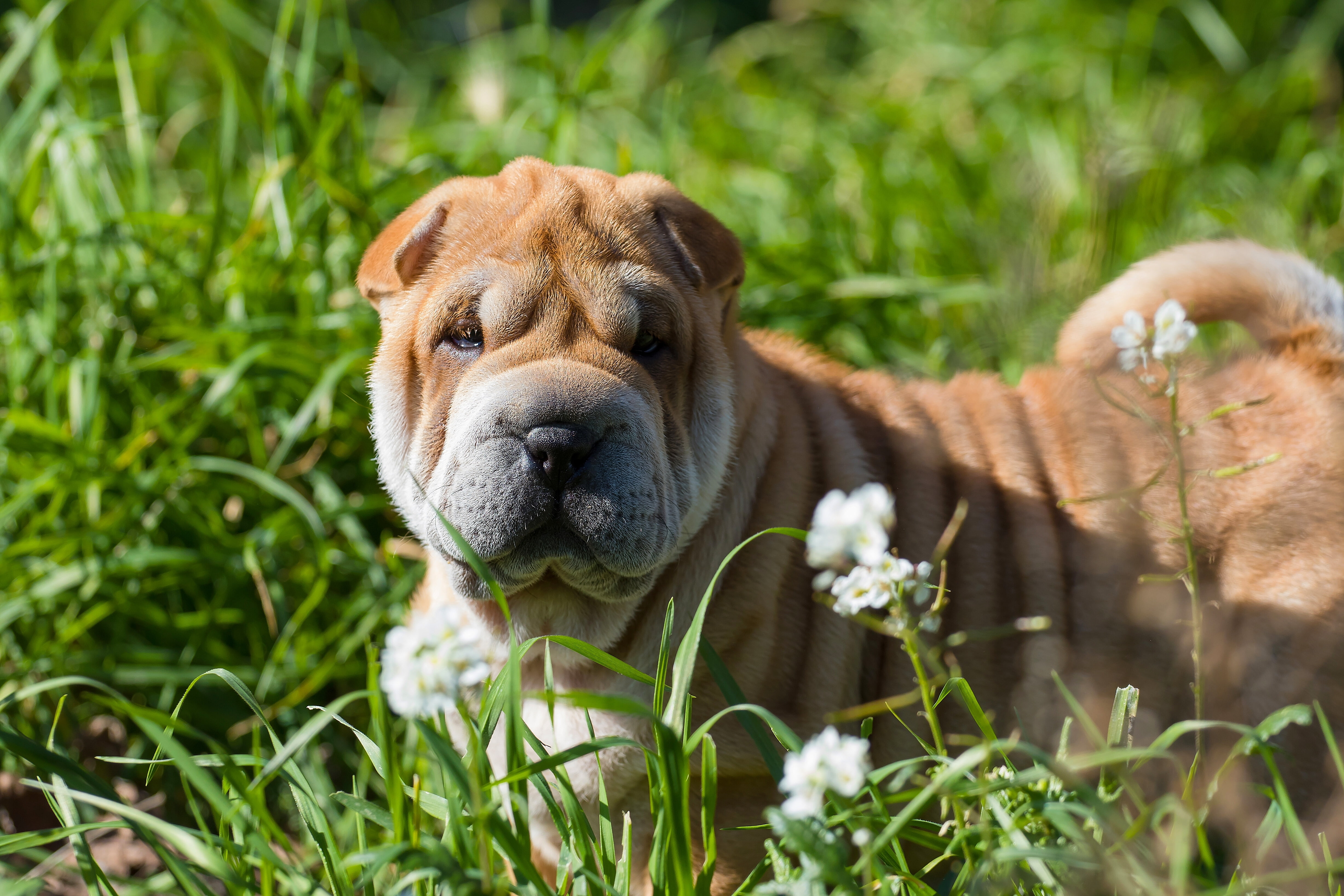 grass, look, dog, Sharpay, puppy