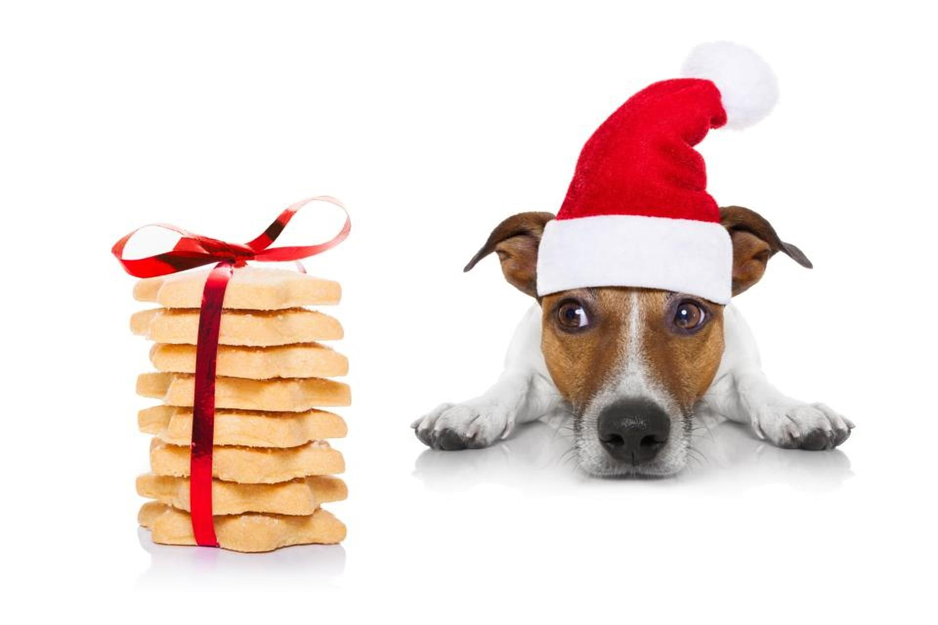 Christmas puppy, craciun, paw, caine, animal, hat, cute, cookies