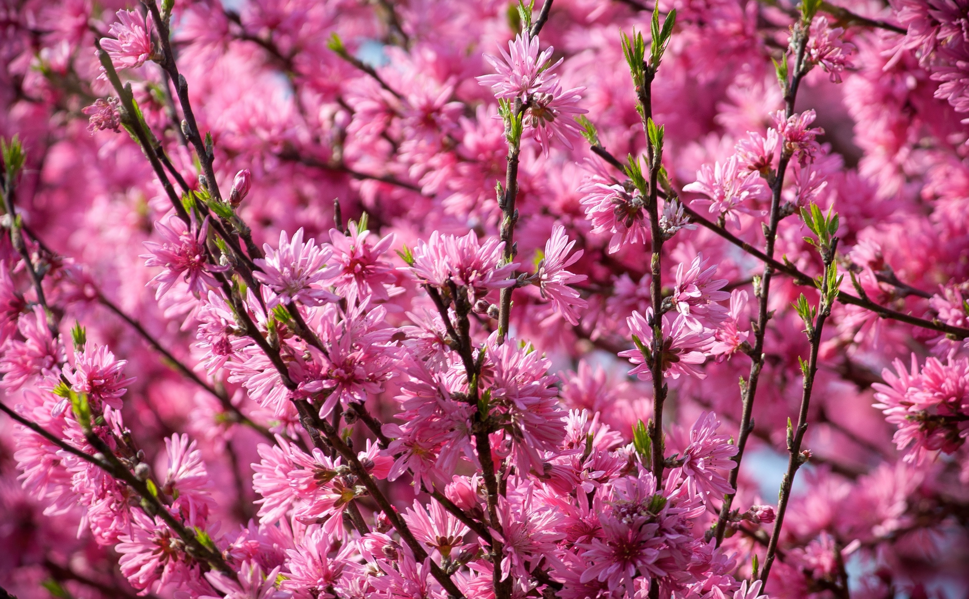 Pink Blossoms Tree, Seasons, Spring, City, Flowers, Japan, Aichi
