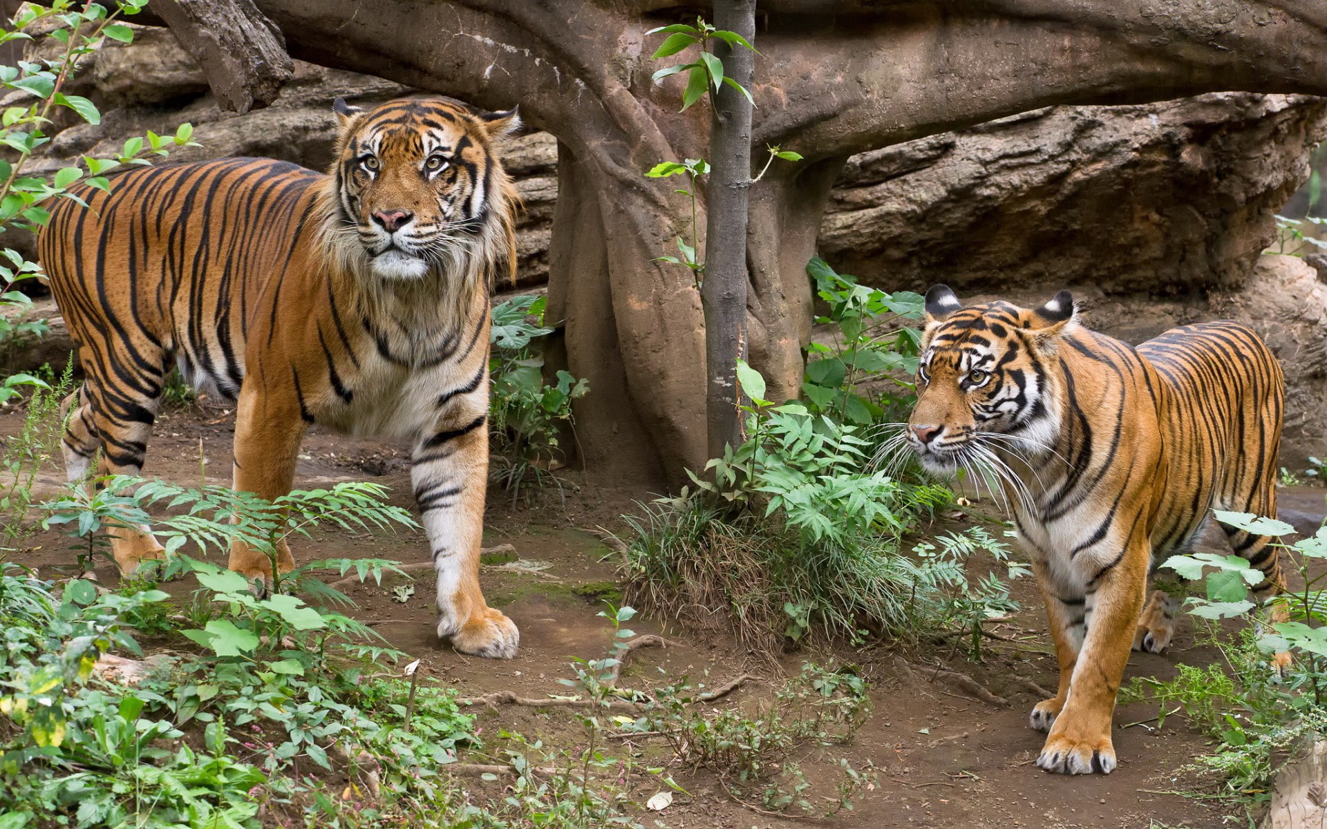 tiger