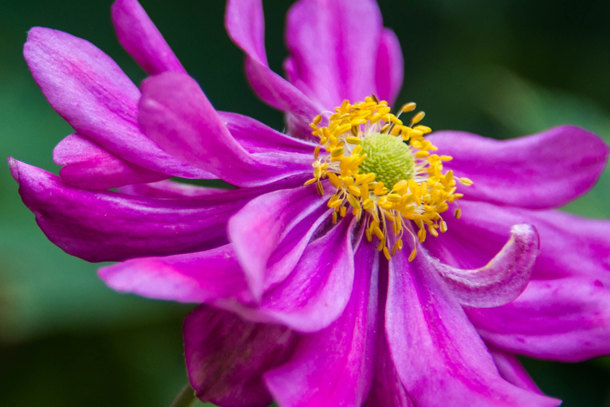 close-up photograph of flower, flower  flower, flower  head, yellow