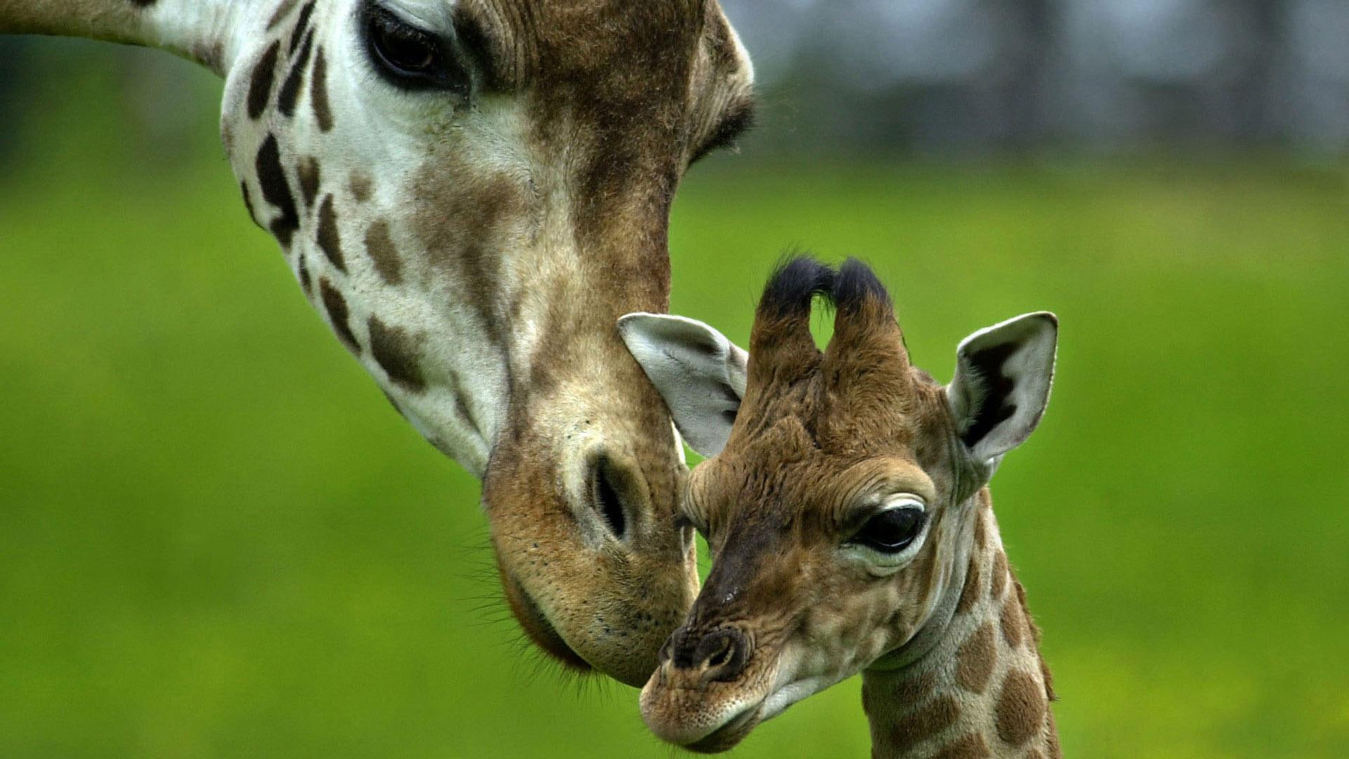 Mother Baby, love, giraffes, animals