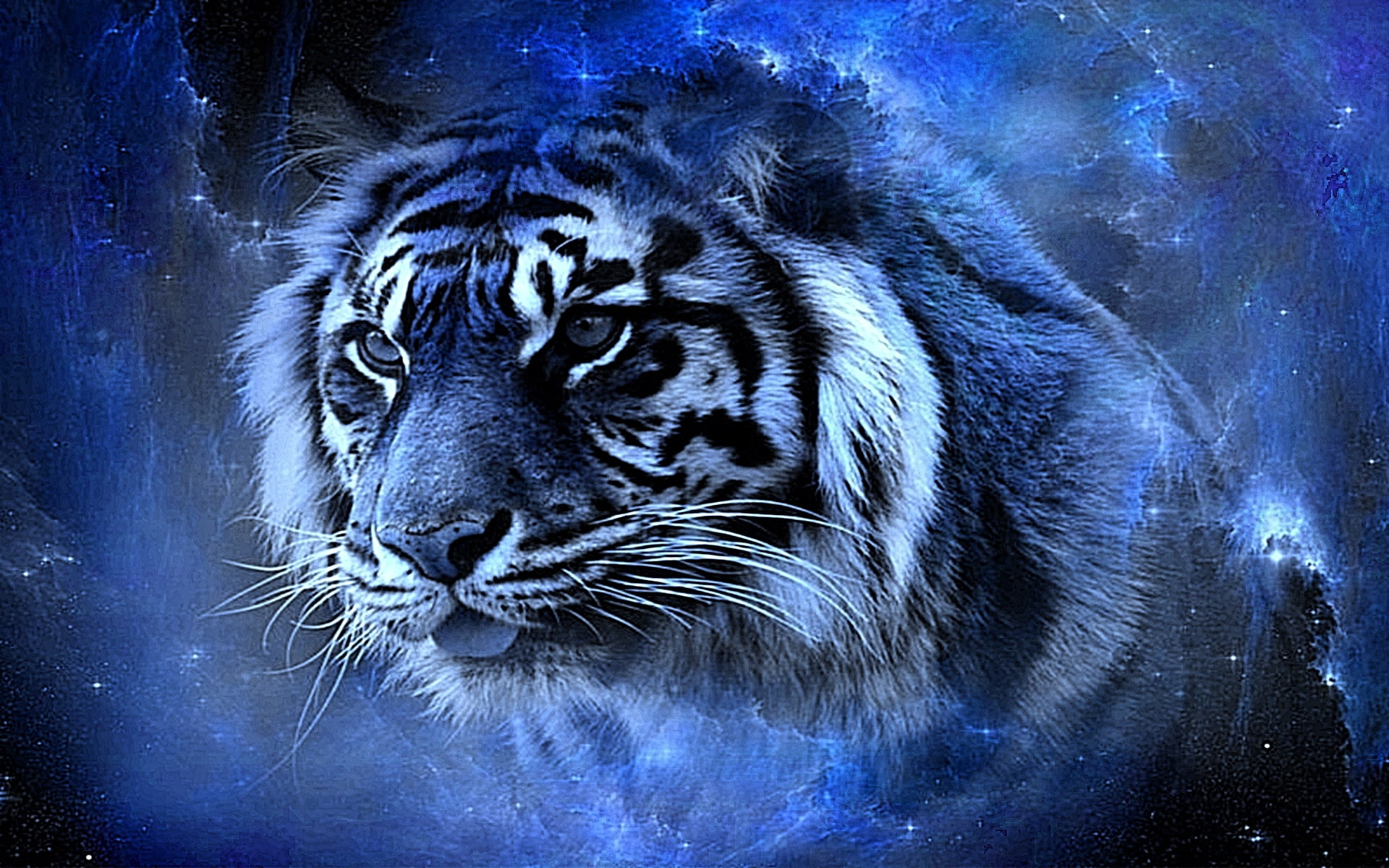 tiger beauty awesome blue cool gorgeous lovely nice HD, animals