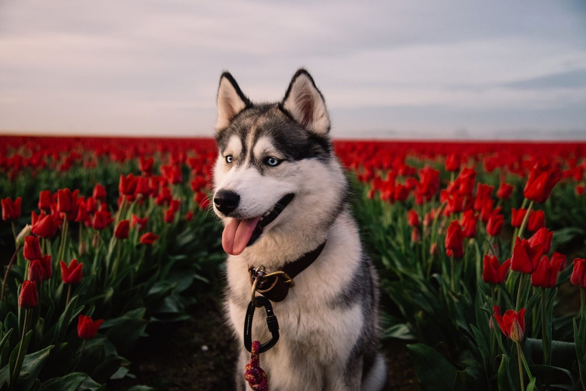 flowers, red, field, dog, tulips, husky, Laika