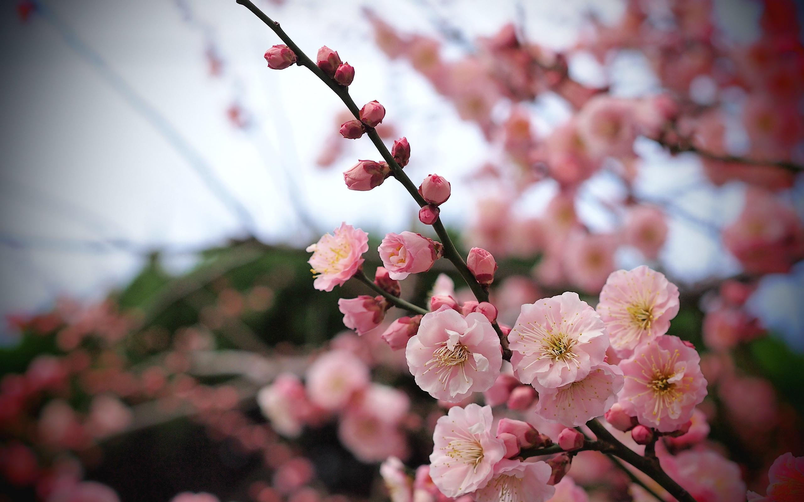 Apricot Blossom Buds, cherry blossom flower, spring, nature