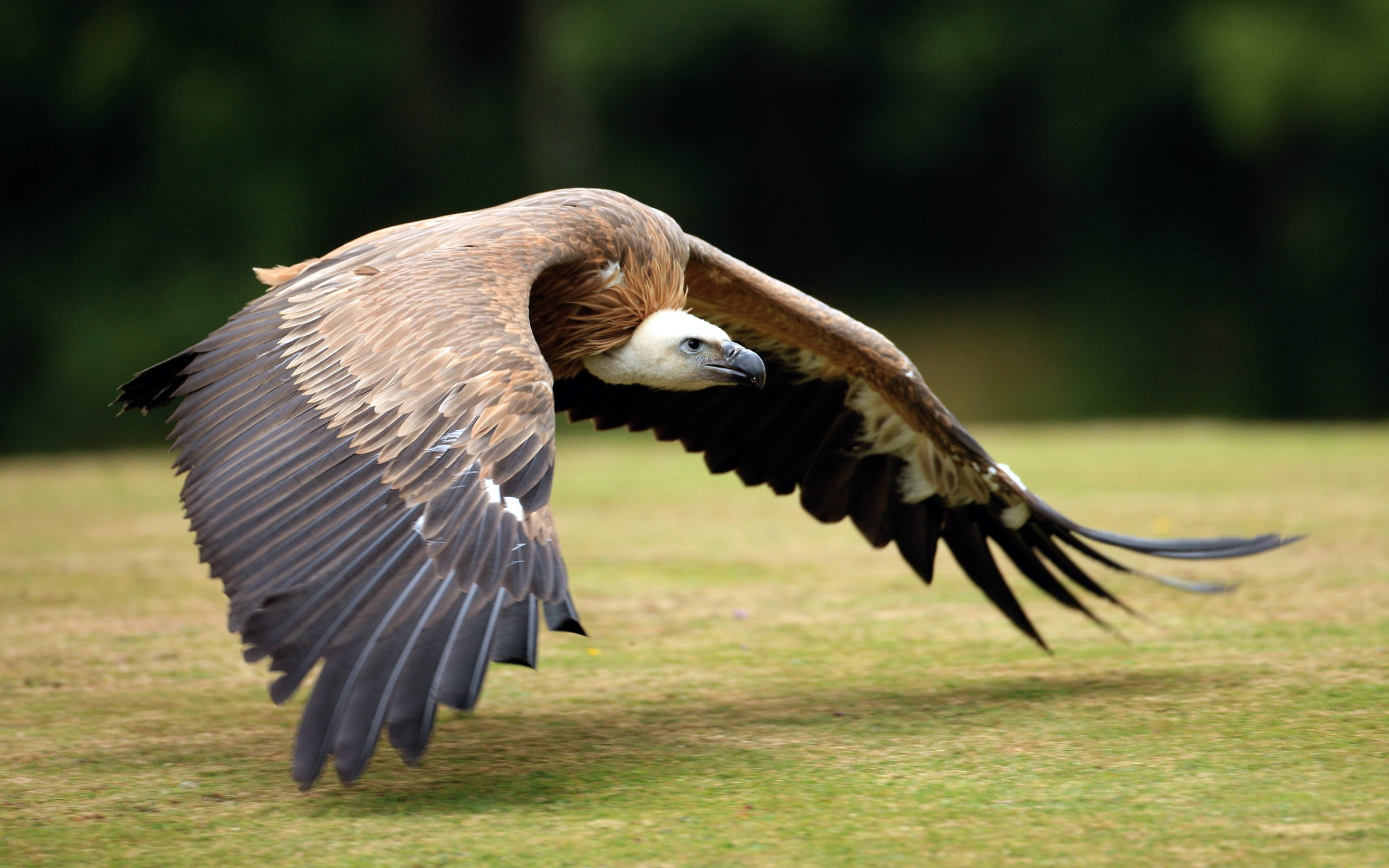 Birds, Vulture