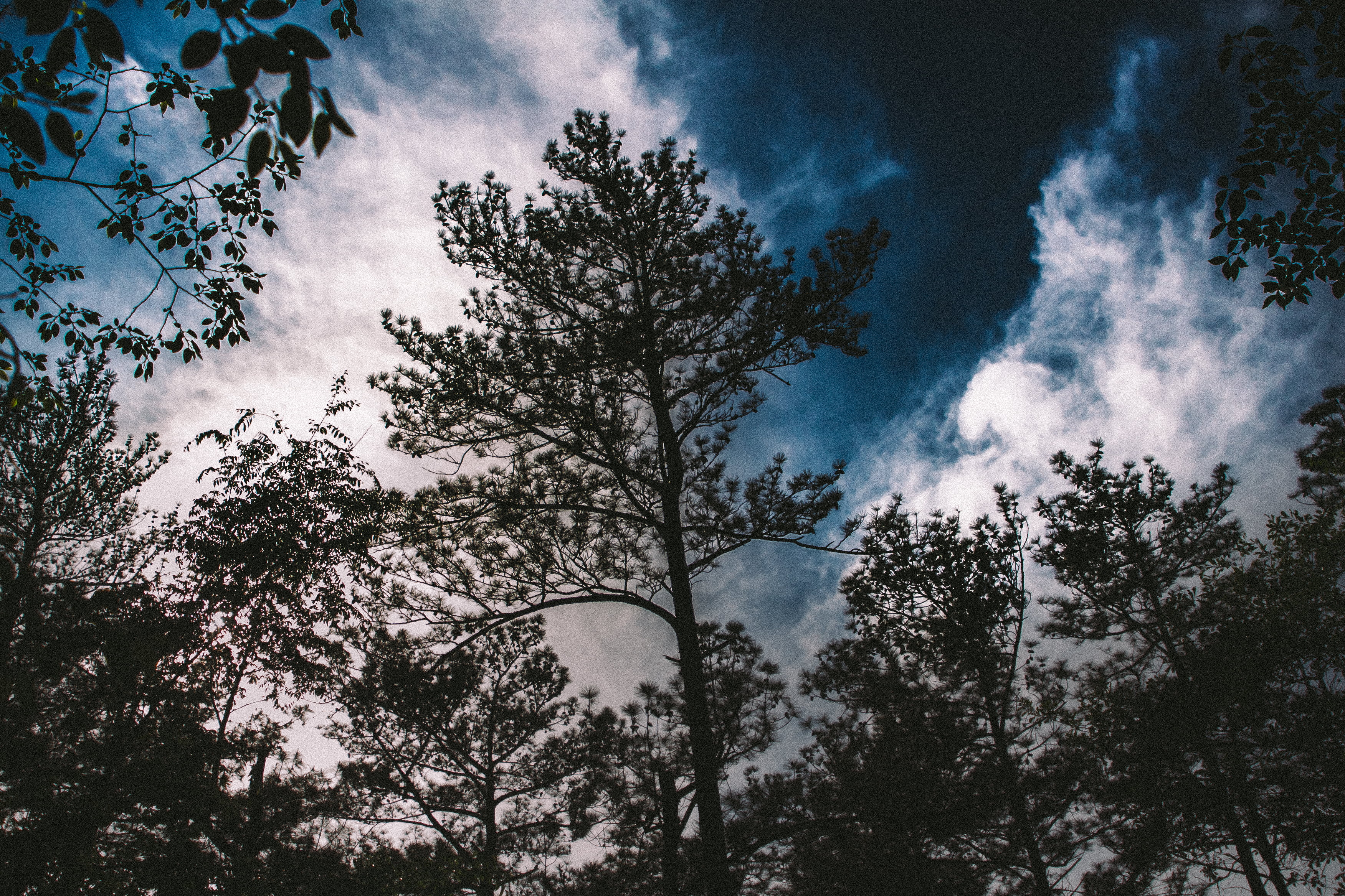 black trees, branches, sky, clouds, plant, cloud - sky, low angle view