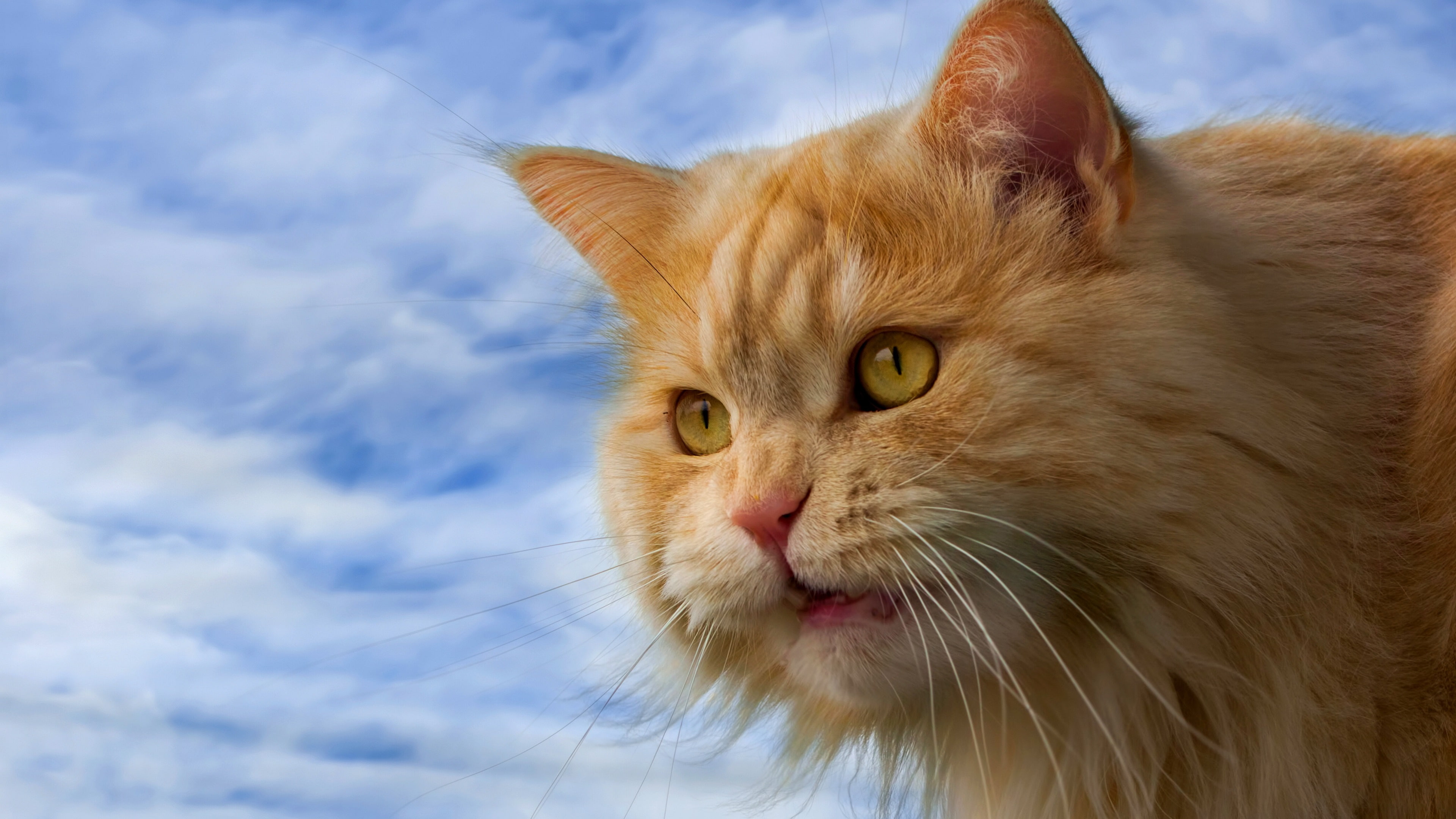 Furry cat, orange, yellow eyes, face close-up