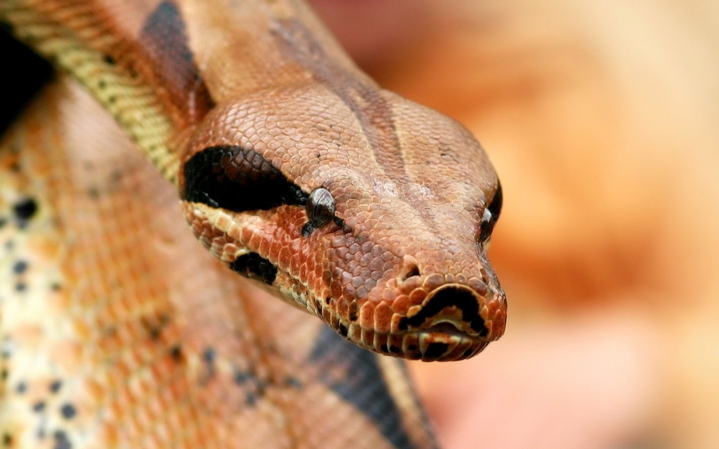 python, reptile, snake
