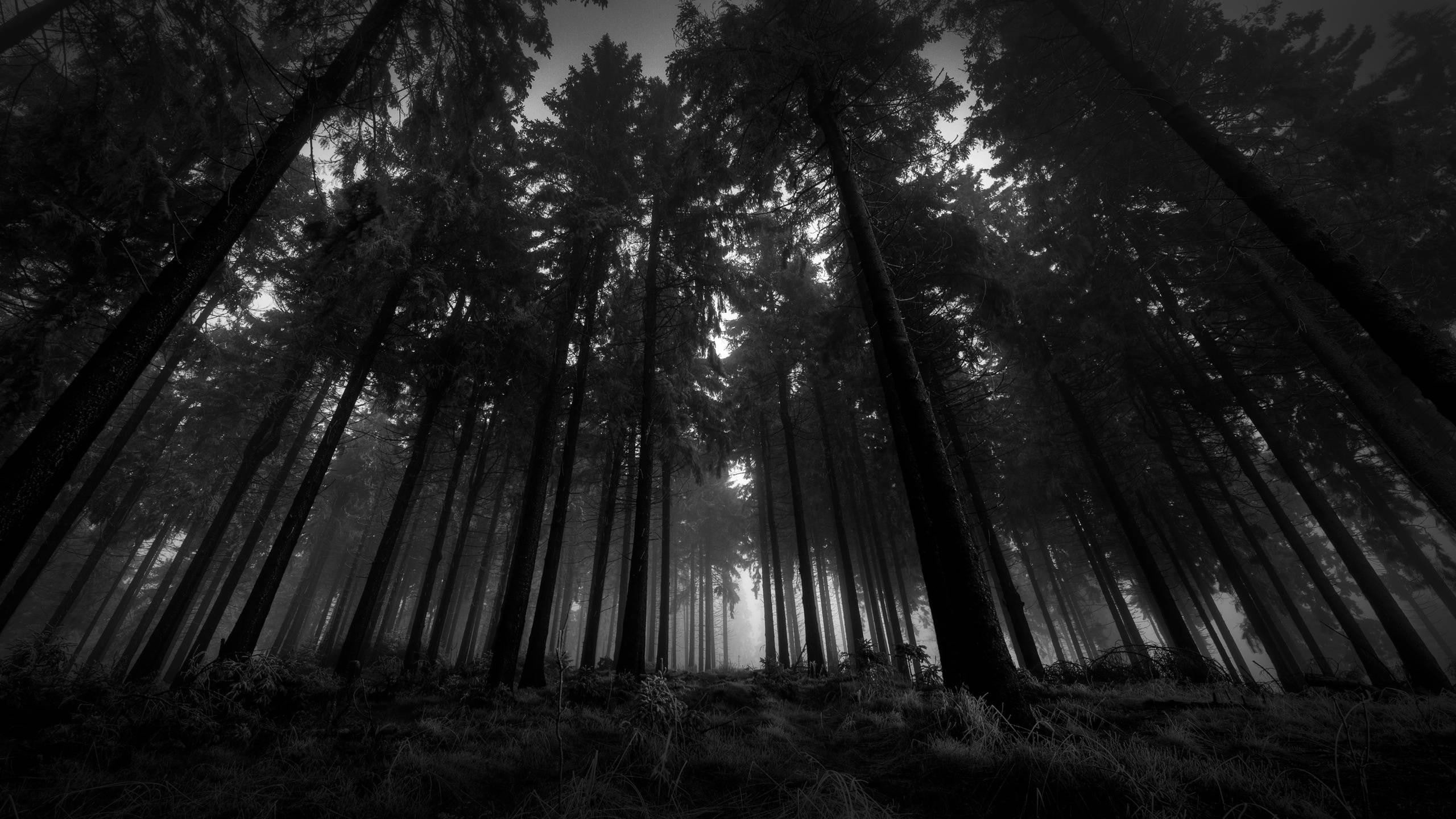 dark, forest