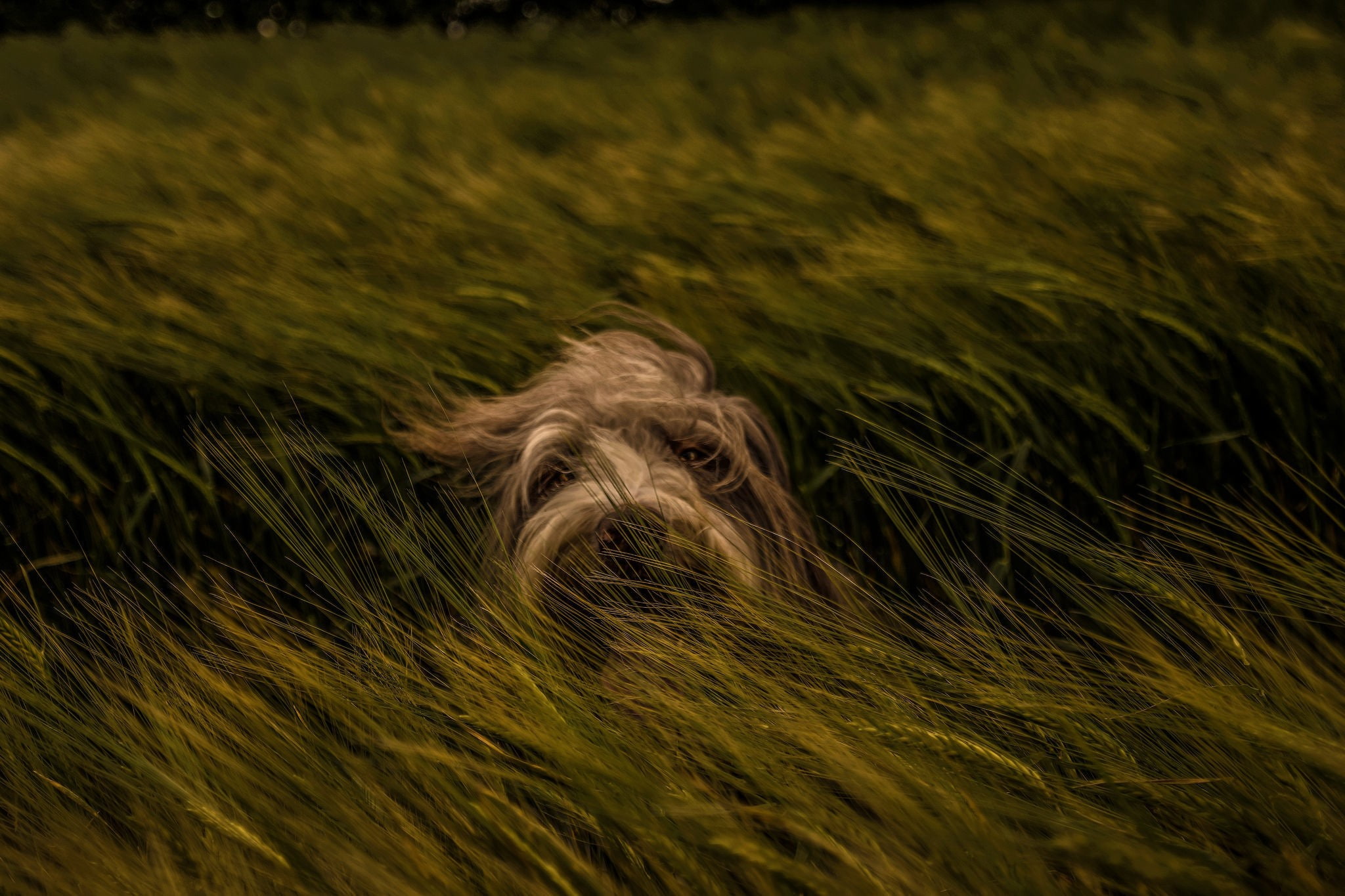dog, field