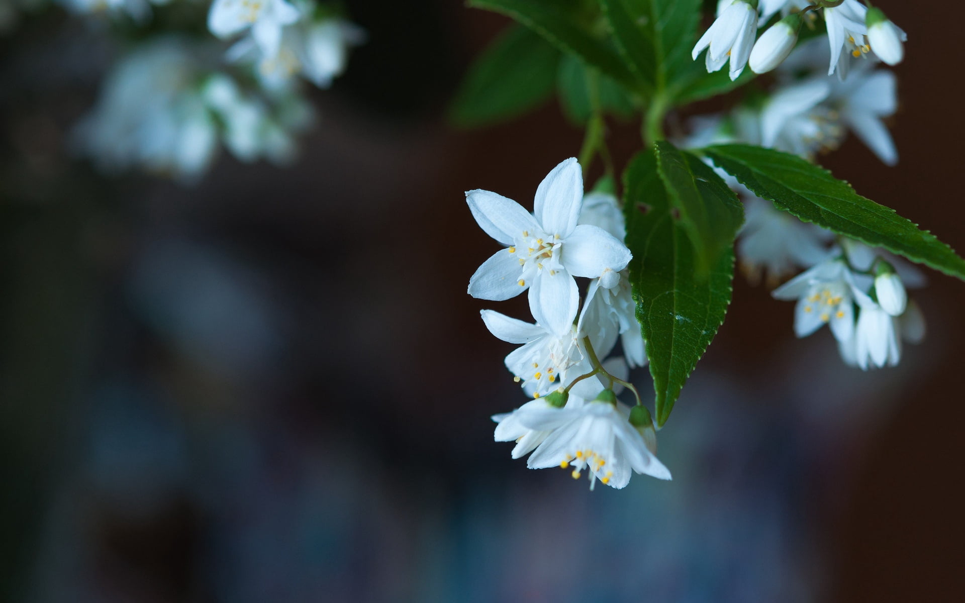 white pentas flowers, bloom, blur, macro, leaves, nature, petal