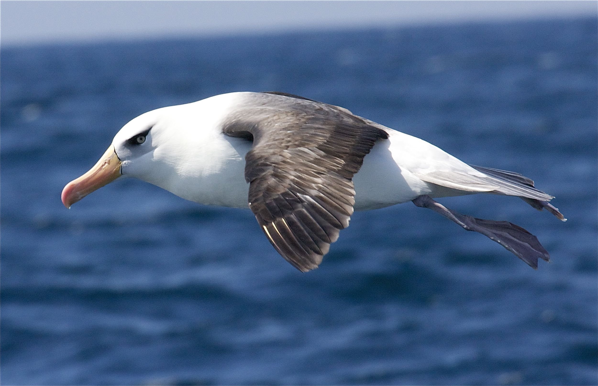 Albatross, bird, birds, Seabird, animal wildlife, animals in the wild