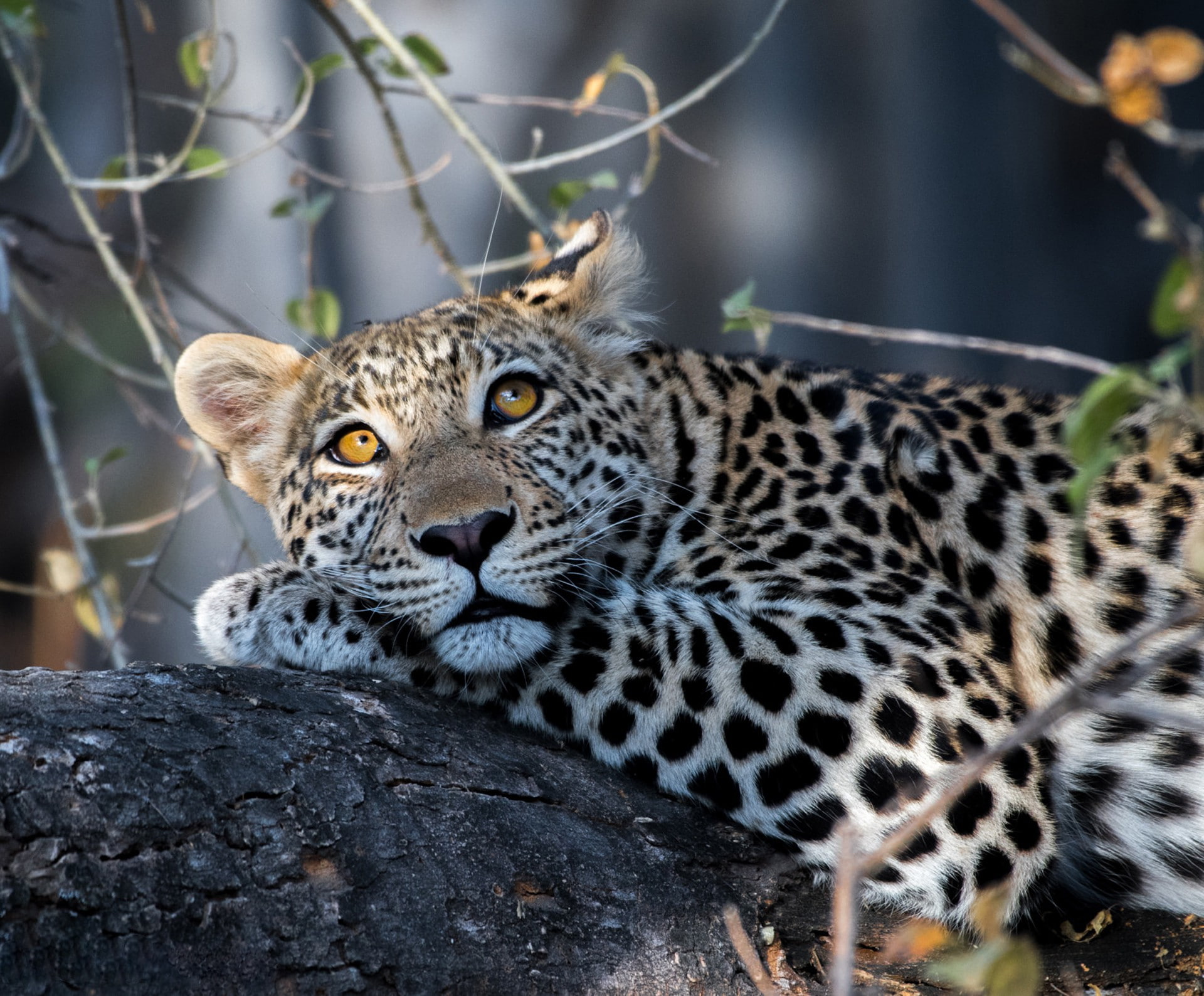 Handsome leopard look, black and brown jaguar, wild cat
