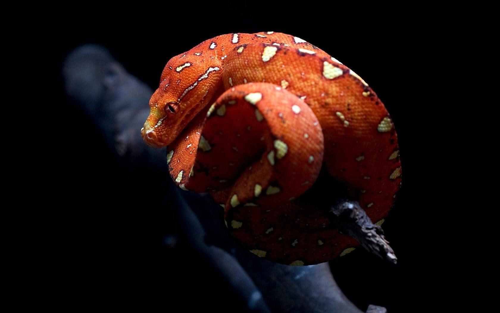 Orange Snake Awesome