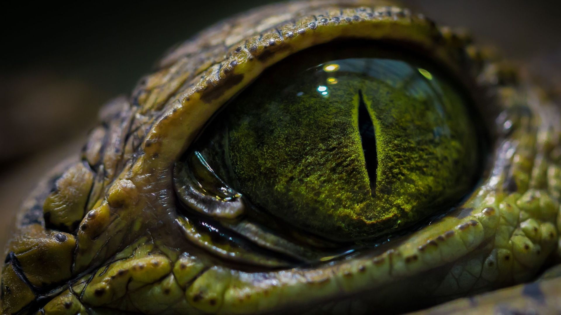 crocodiles, eyes