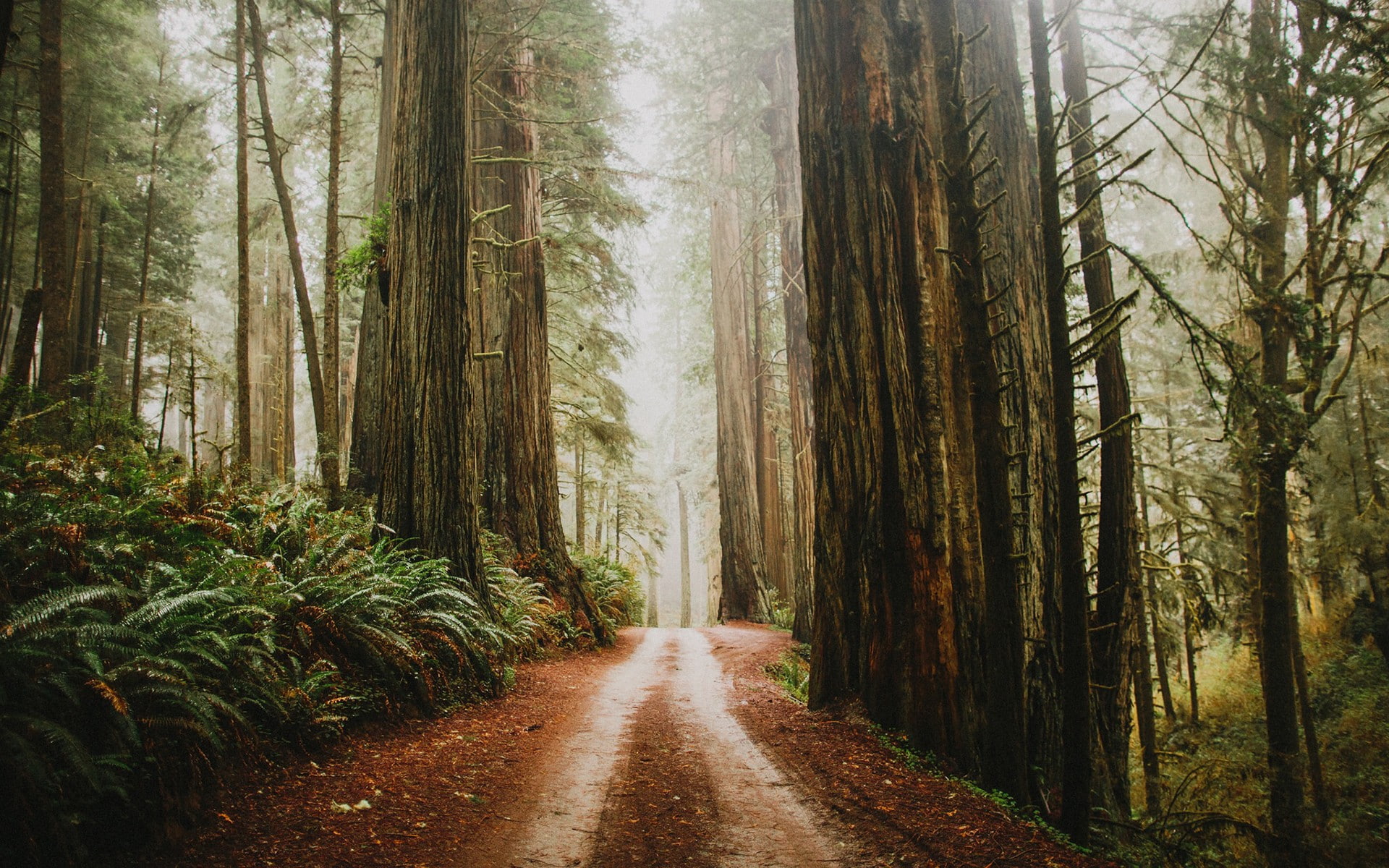 general, forest, tree, plant, direction, the way forward, land