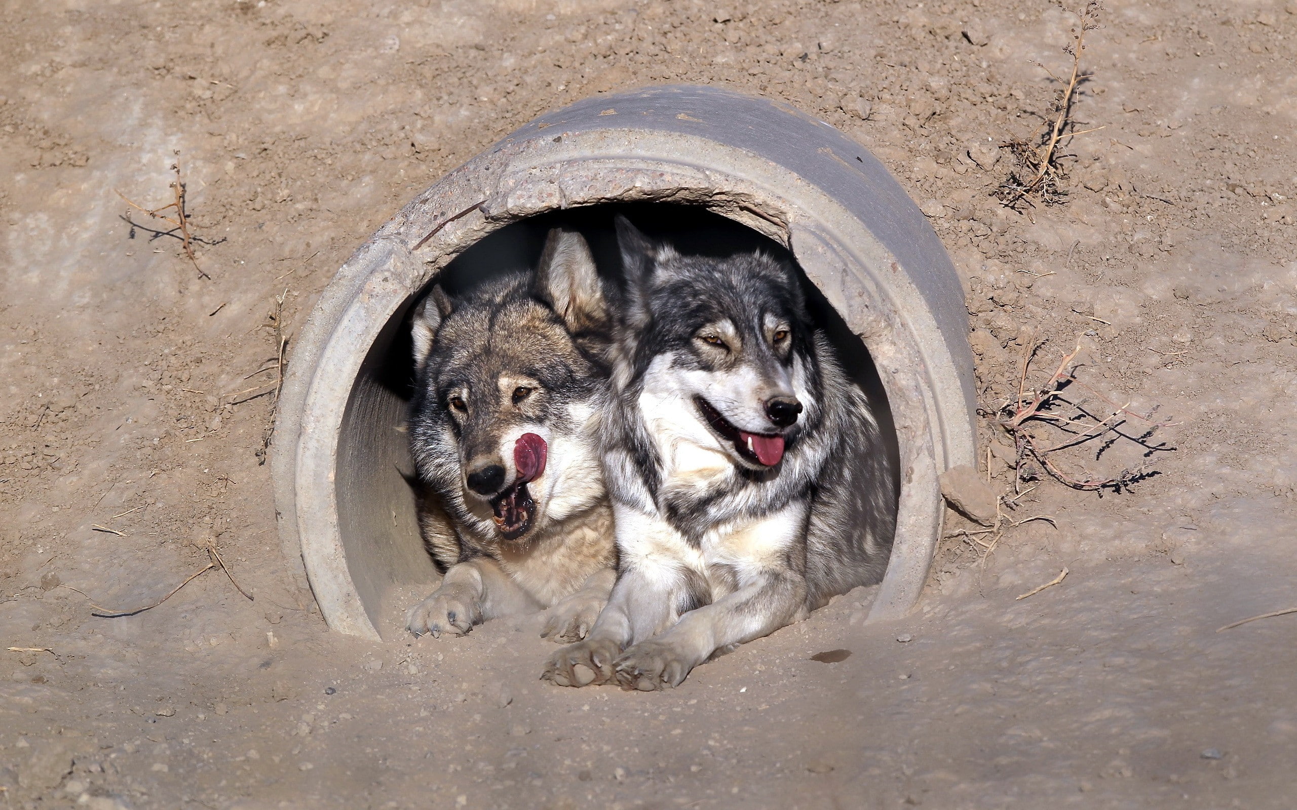 wolves