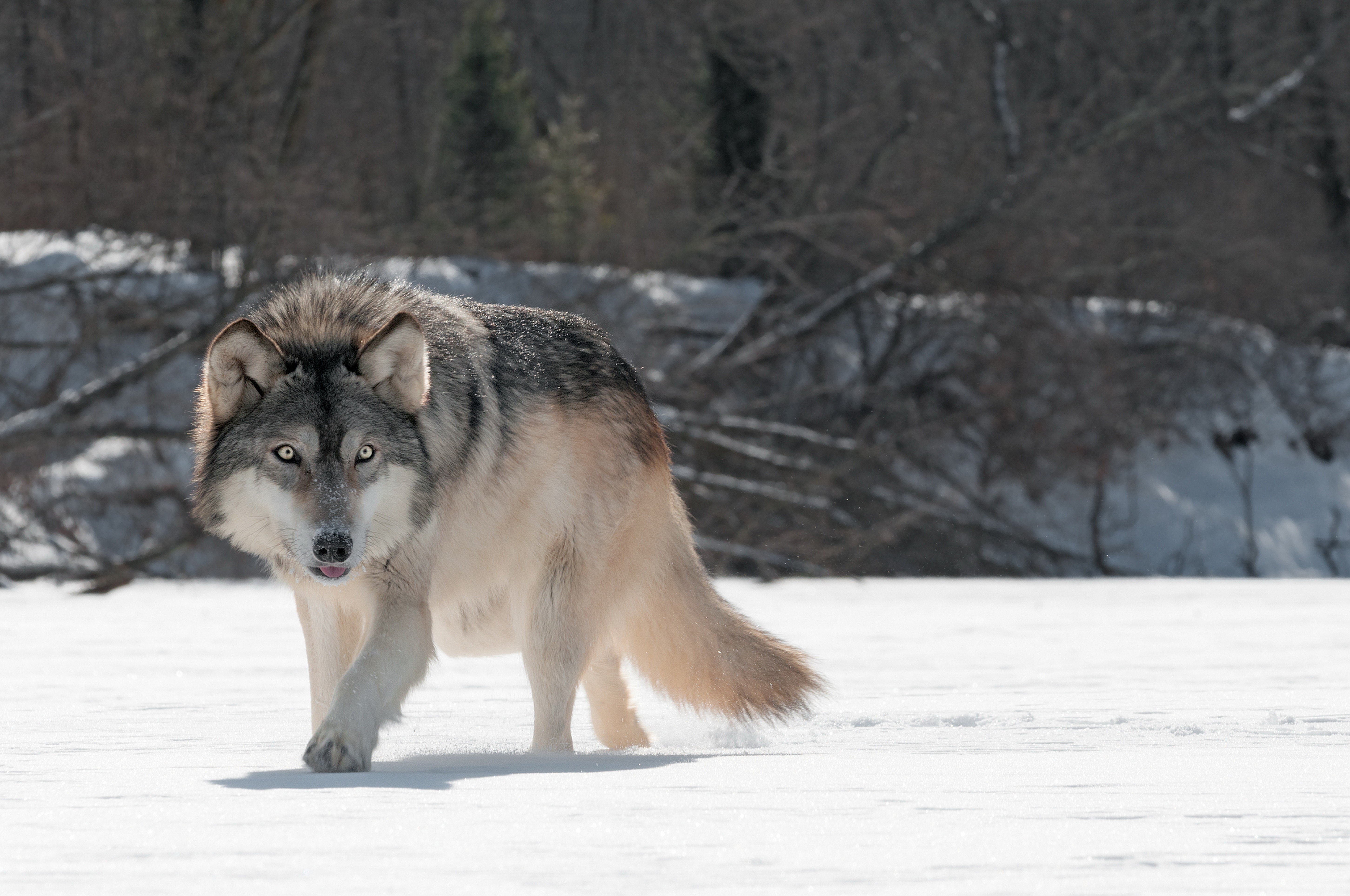 wolf