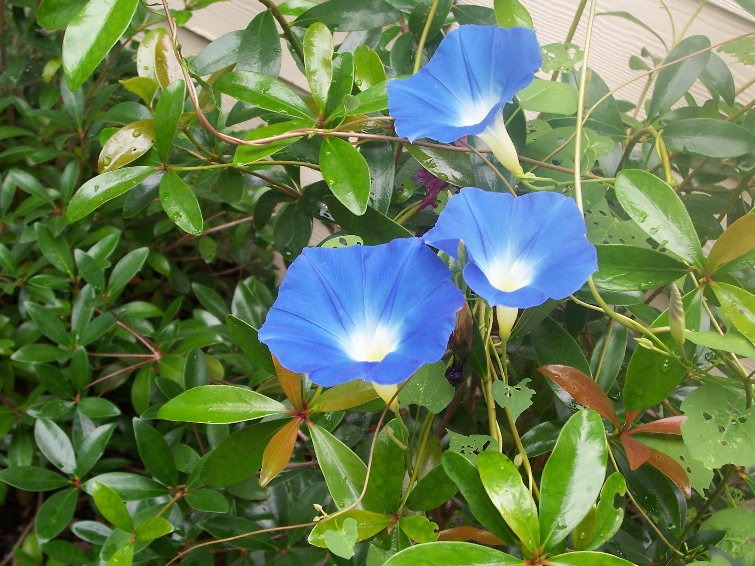 Morning Glory Morning, blooms, flower, blue, vine, 3d and abstract