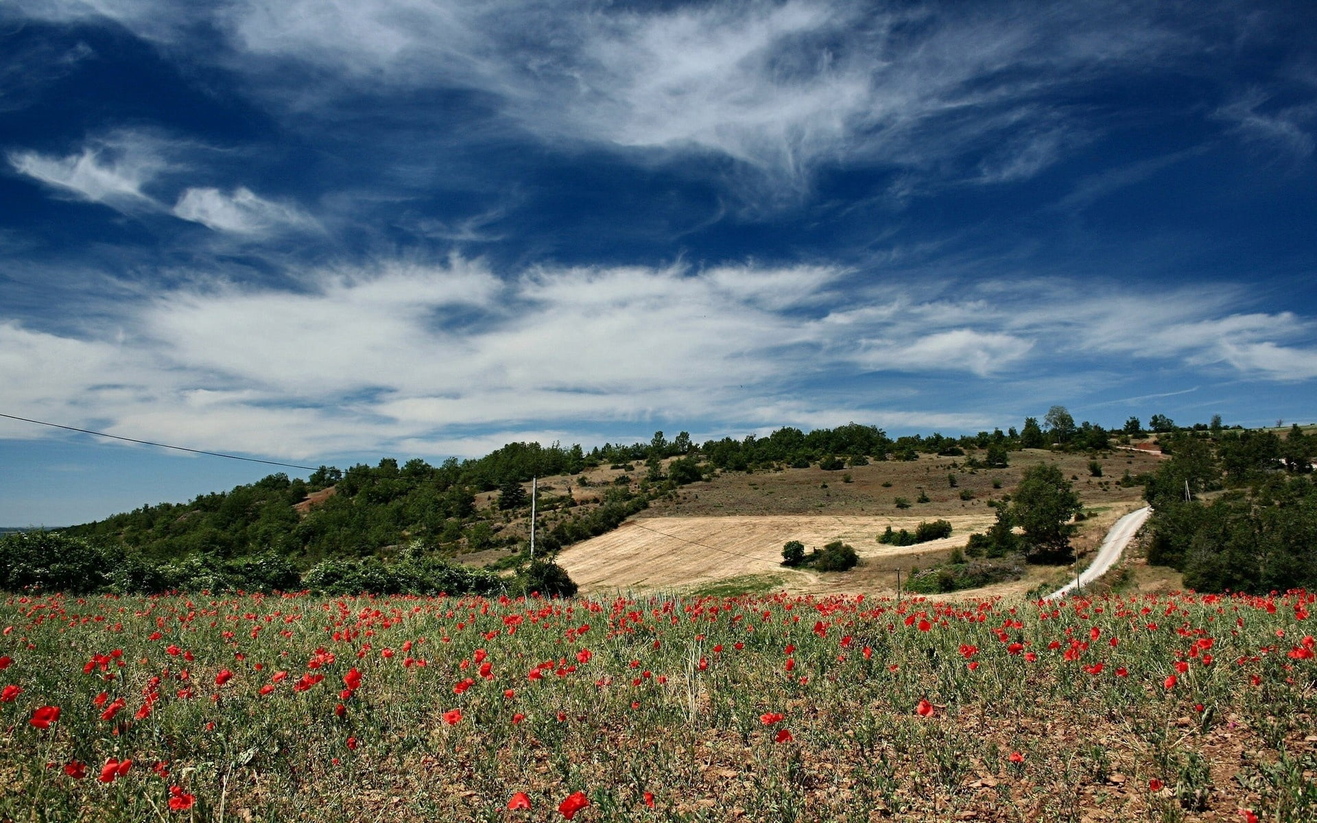 red petaled flowers, sky, field, clouds, lungs, poppies, clearly