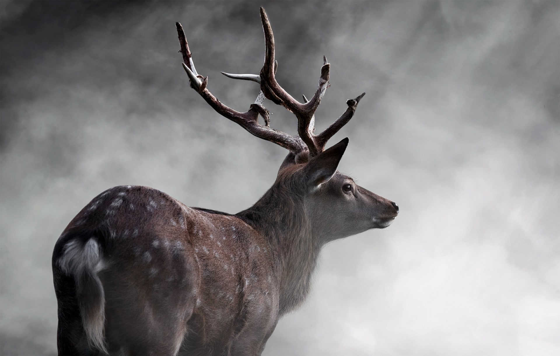 deer