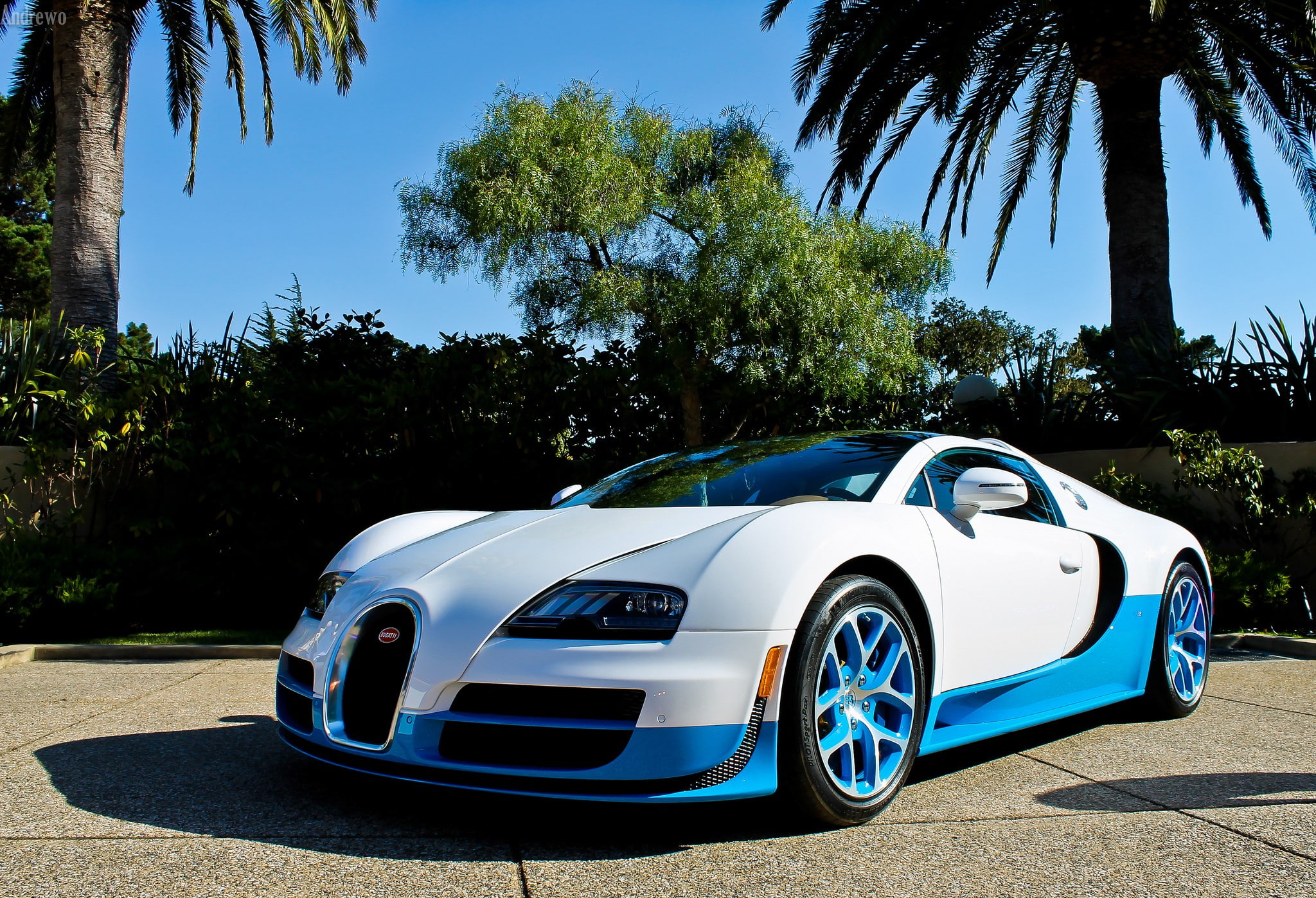 Vitesse, Bugatti Veyron, white and blue bugatti veyron, palm trees