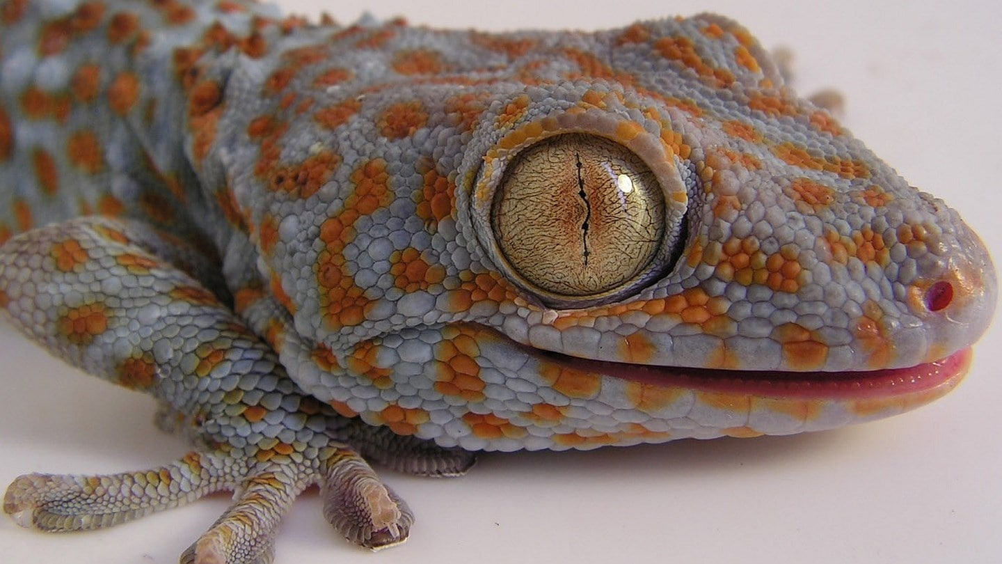 gecko
