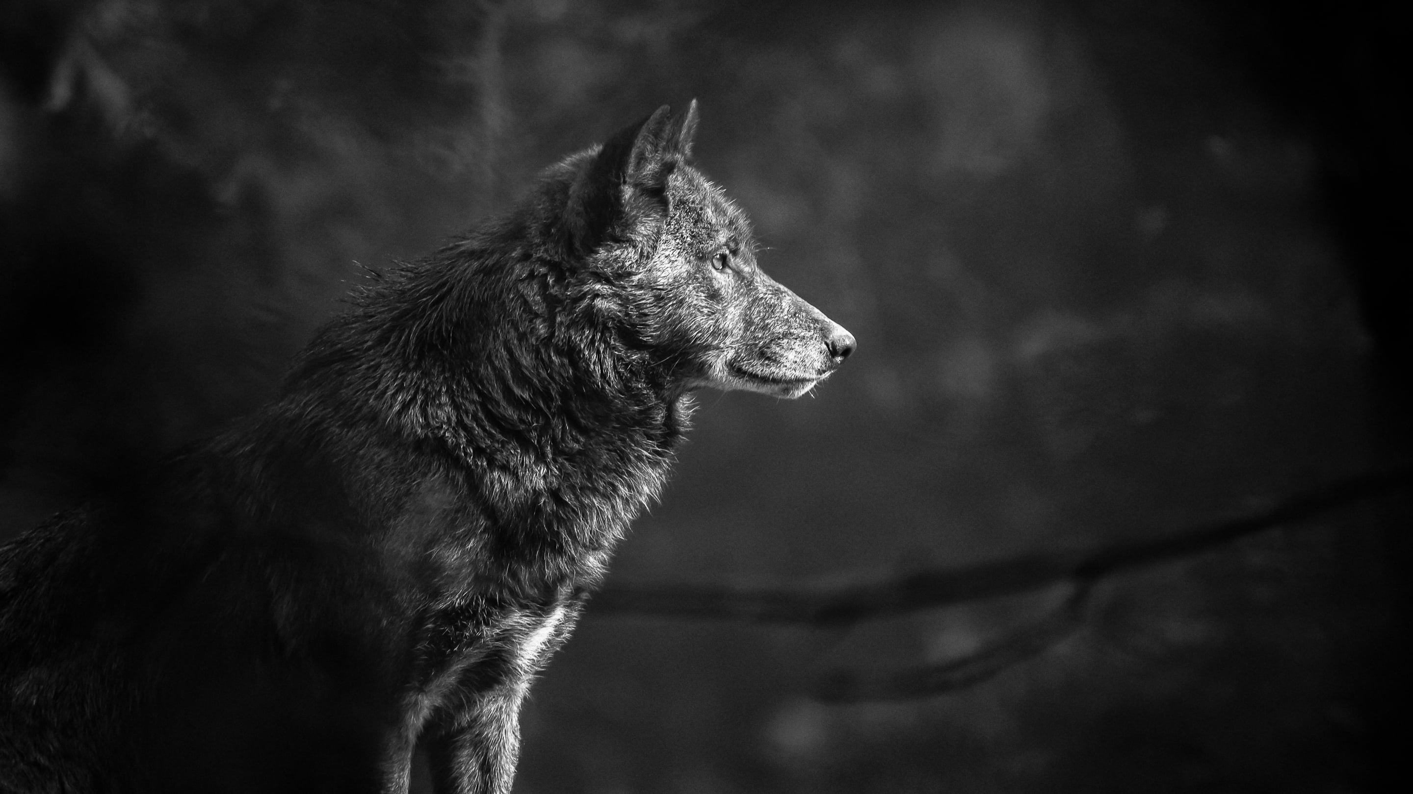 gray scale photography of wolf, grey wolf, timberwolf, Bad Mergentheim
