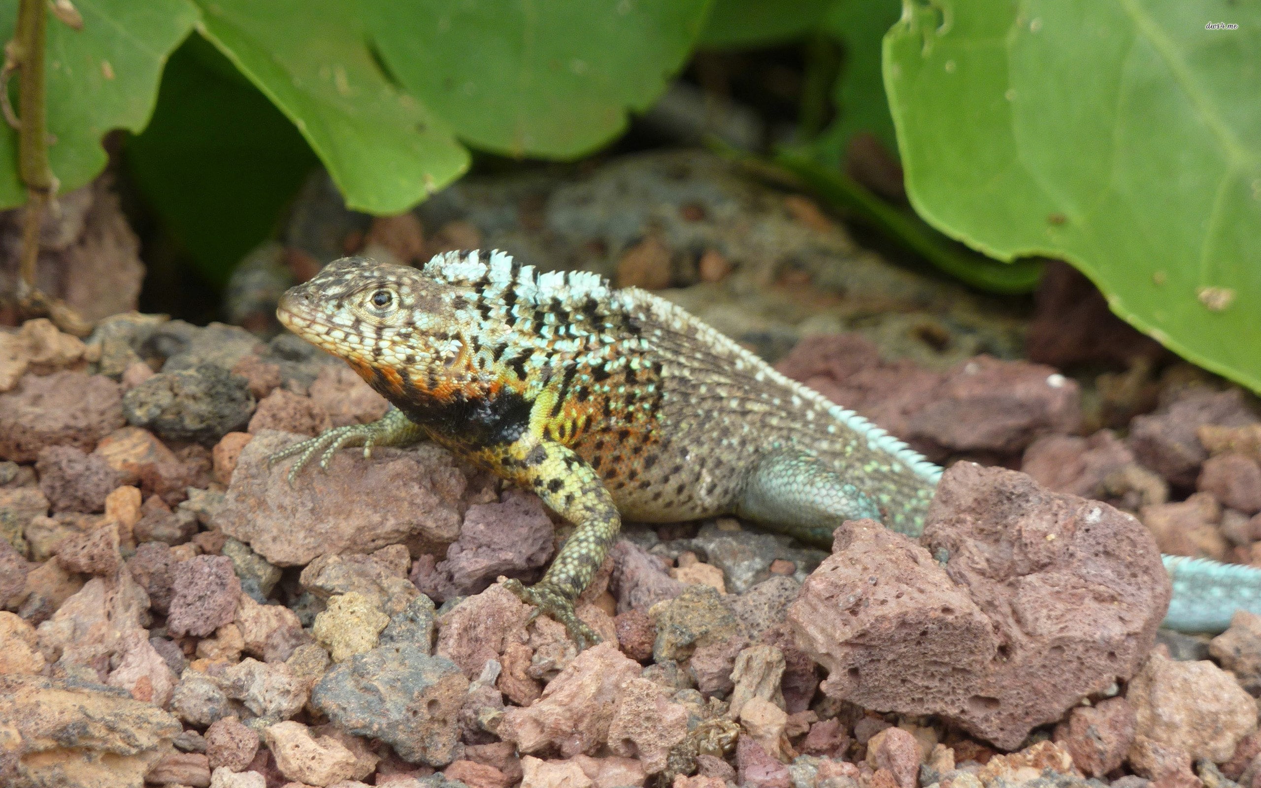 lizard