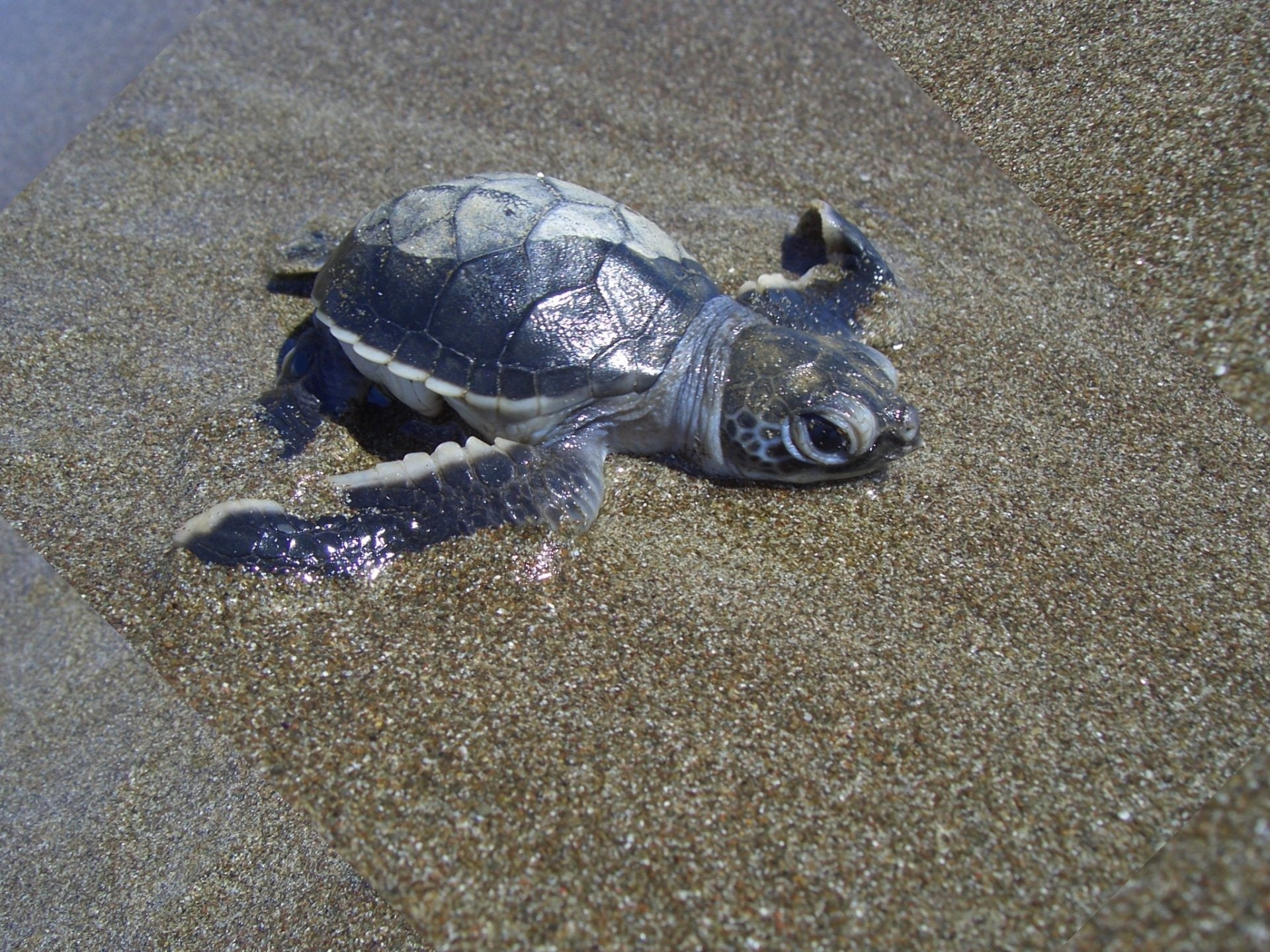 Animal, Turtle