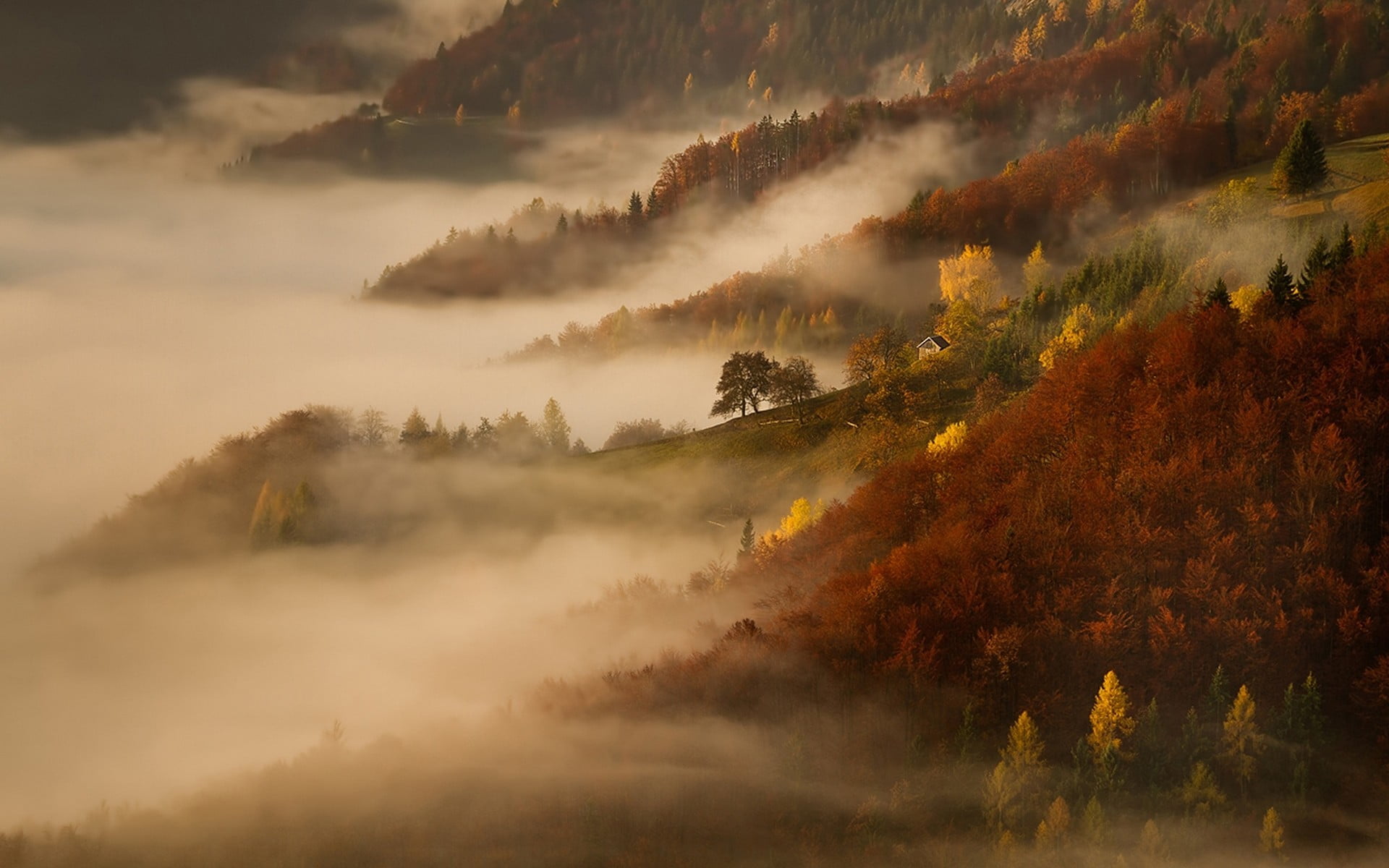 yellow and green trees with fog, mist, nature, landscape, morning