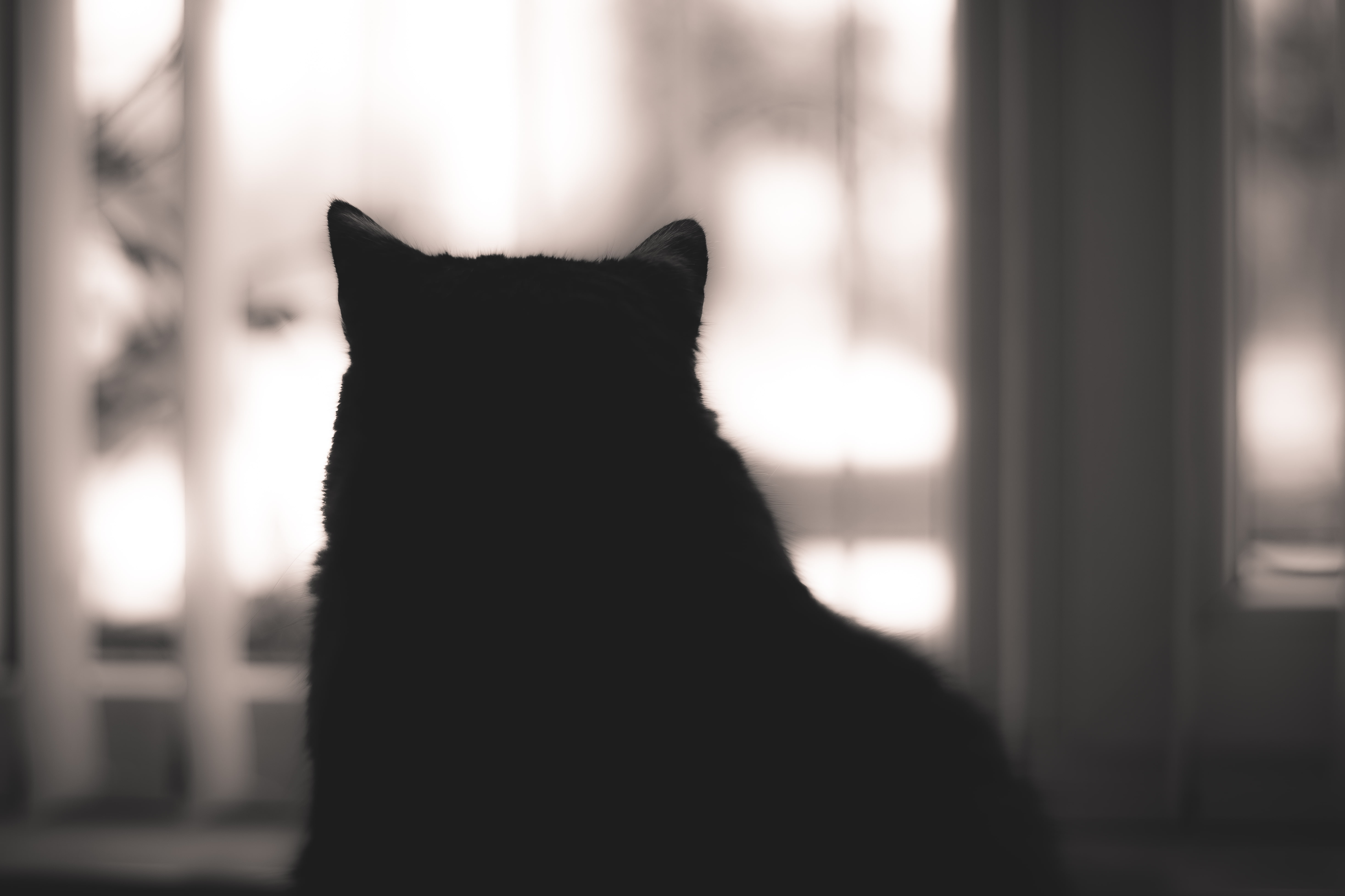 cat, silhouette, animals, indoors