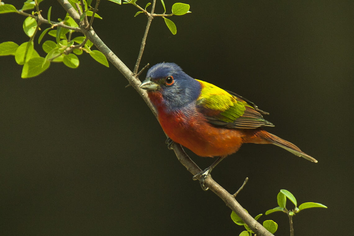 photo of bunting perching on tree, Painted Bunting, USA, Cardinals