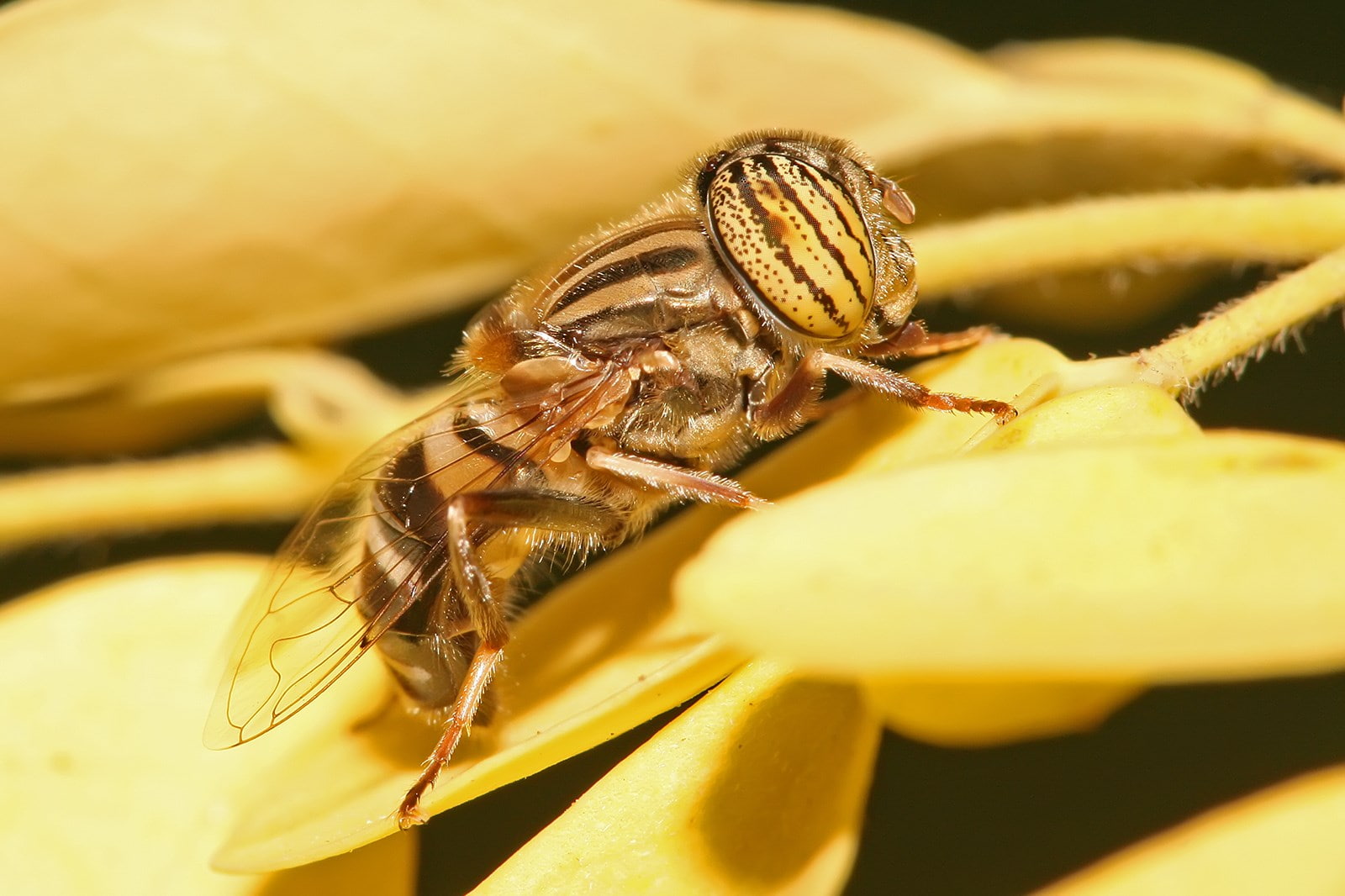 hoverfly