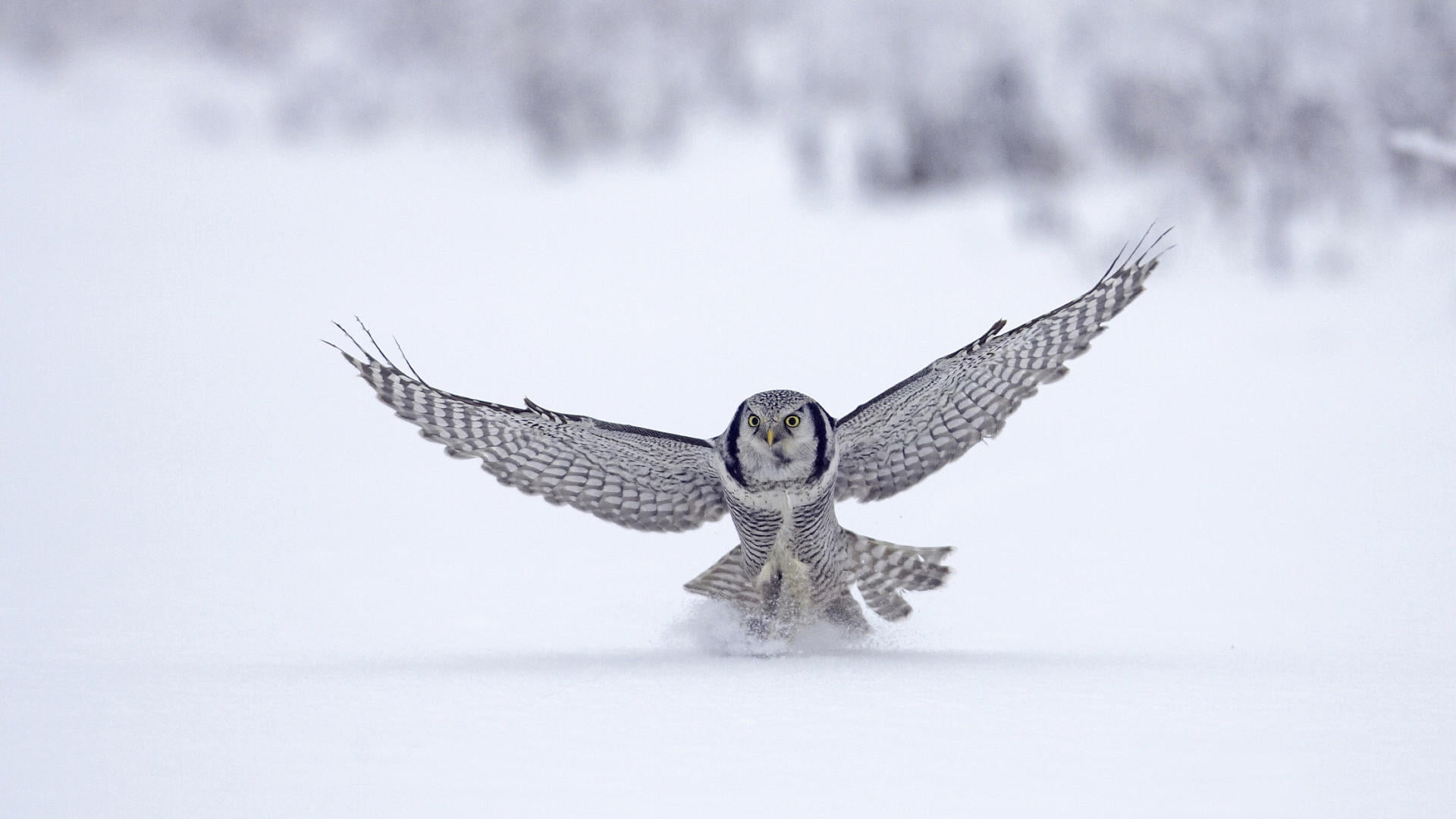 snowy owl, winter, animal, bird, flight, Falcon, 1920x1080, nature