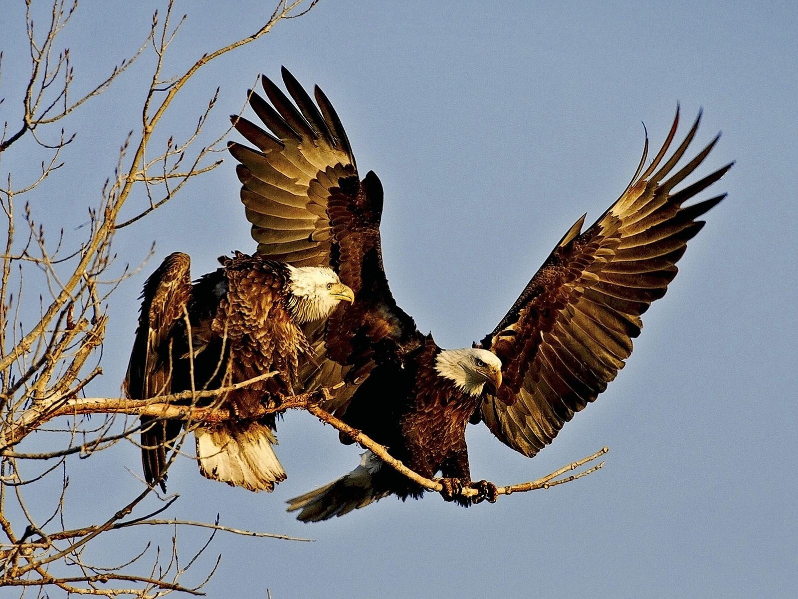 bald eagle